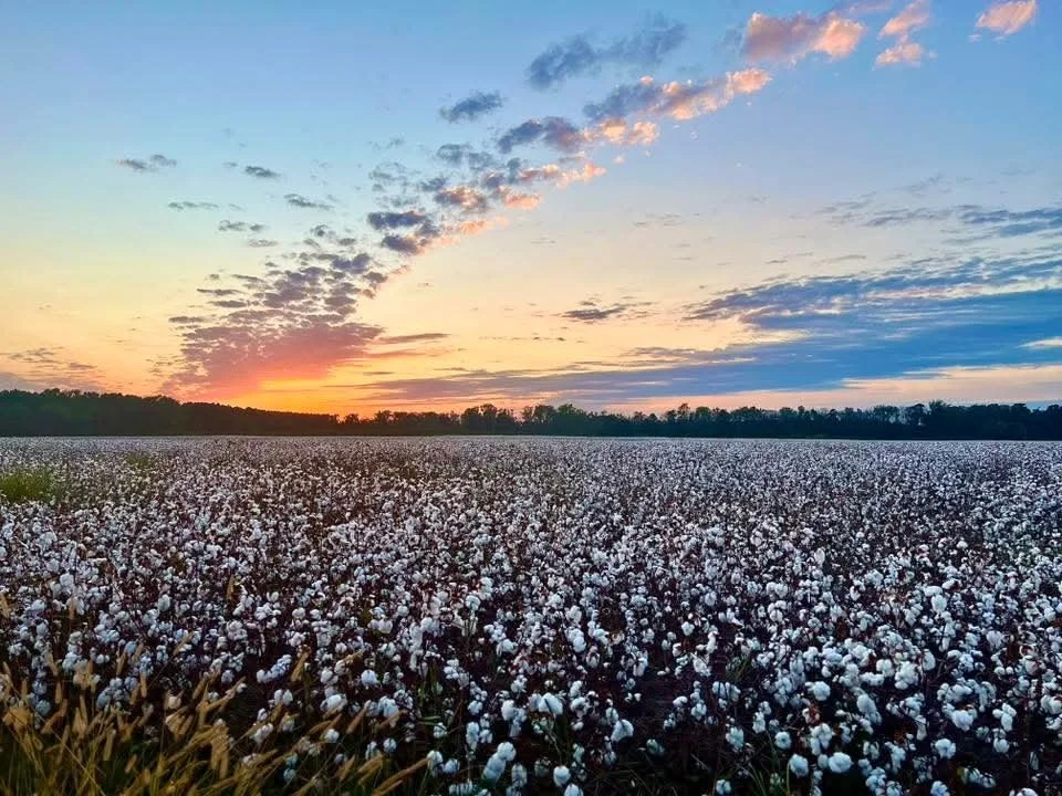 Cotton Field