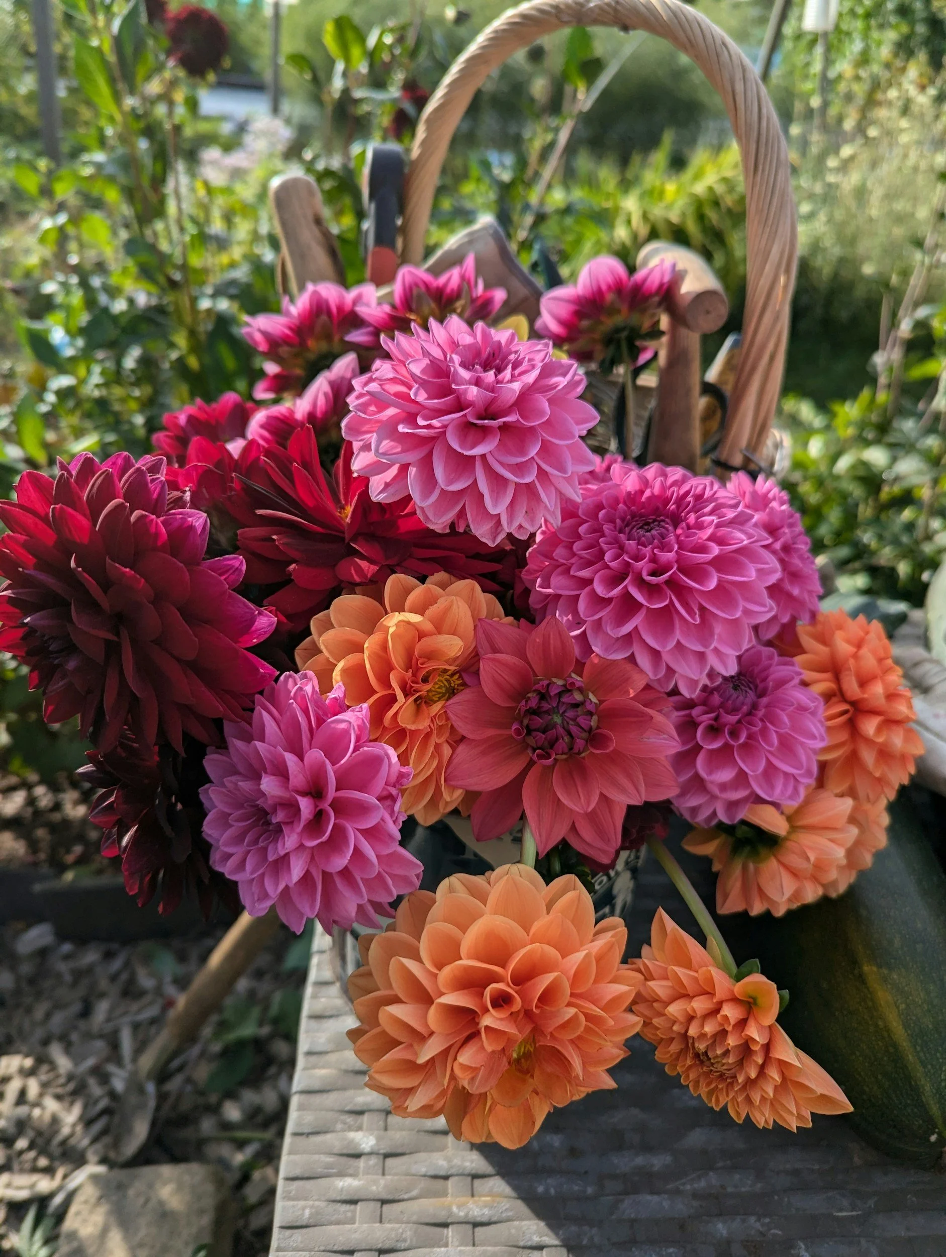 A basket of colorful dahlias in pink, orange, and red resting on a wooden bench in a garden with green foliage in the background.