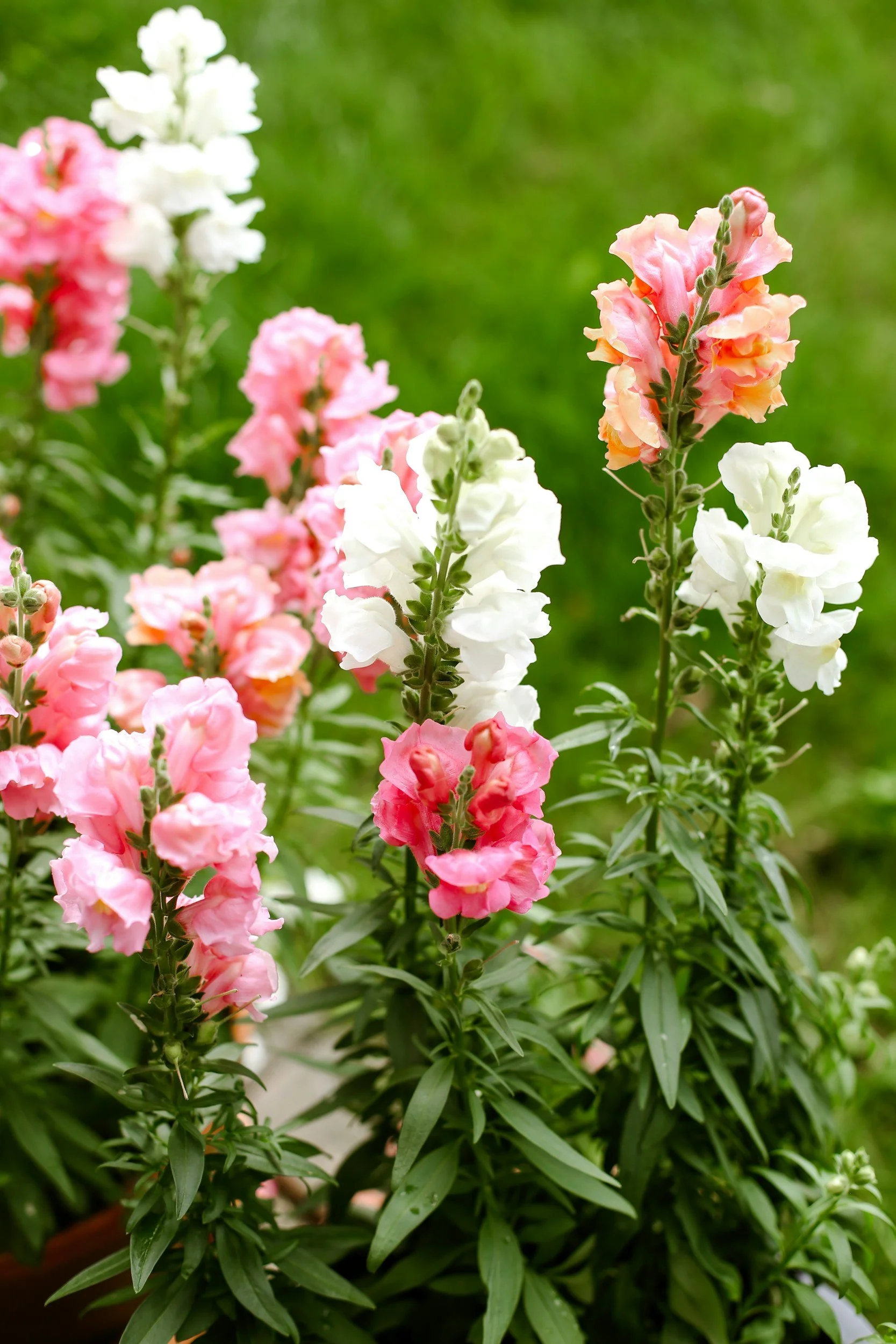 Pink, white, and peach flowering plants with green foliage on a garden bed.