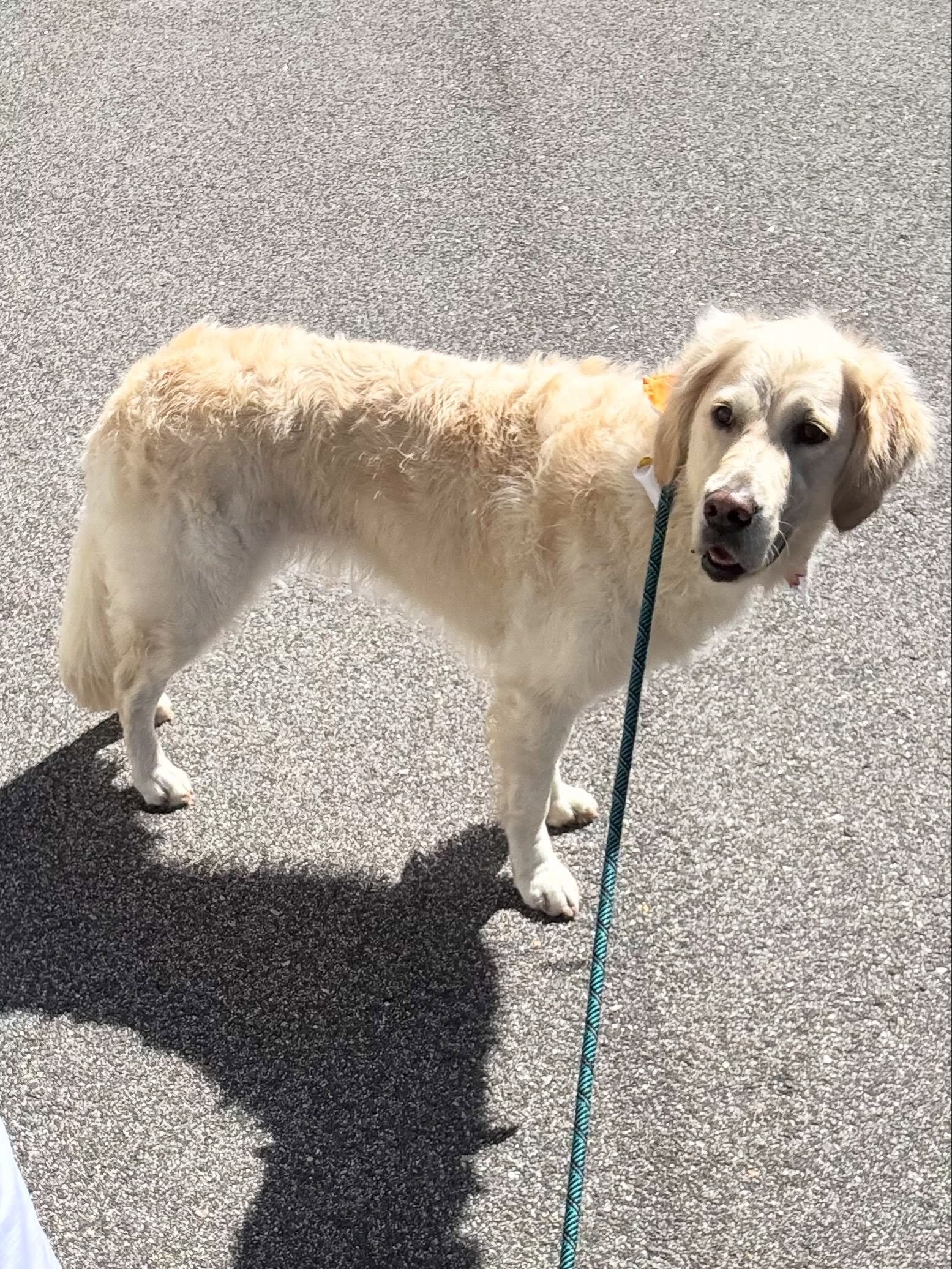 ✨It&rsquo;s Lily&rsquo;s Spa Day!✨

Meet Lily, our Golden girl! 💛🐾 She&rsquo;s full of energy and so much fun. From the moment we pulled up, her tail didn&rsquo;t stop wagging, and she made every minute of her groom a total joy. 🛁✂️

Now she&rsquo