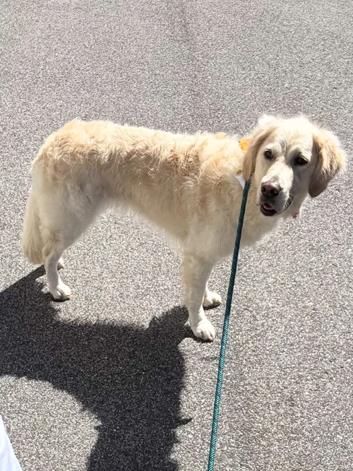 Lily, a Golden Retriever, after her Spa Day