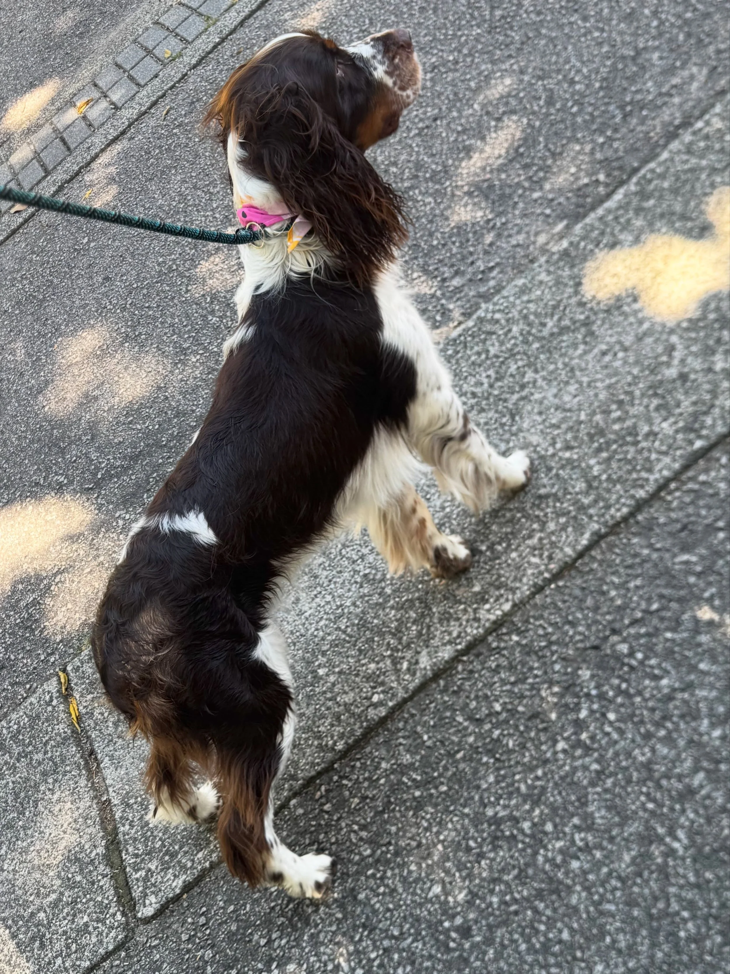 ✨It&rsquo;s Spa Day!✨

Reggie,English Springer Spaniel, came out of the van looking like he owns downtown Raleigh. 👑

Fresh coat, clean feet, ears doing whatever ears do. He hopped out, shook once for his awaiting fans (Mom and dad) and got right ba