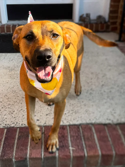 Sky after a deshed, bath, and fresh bandana