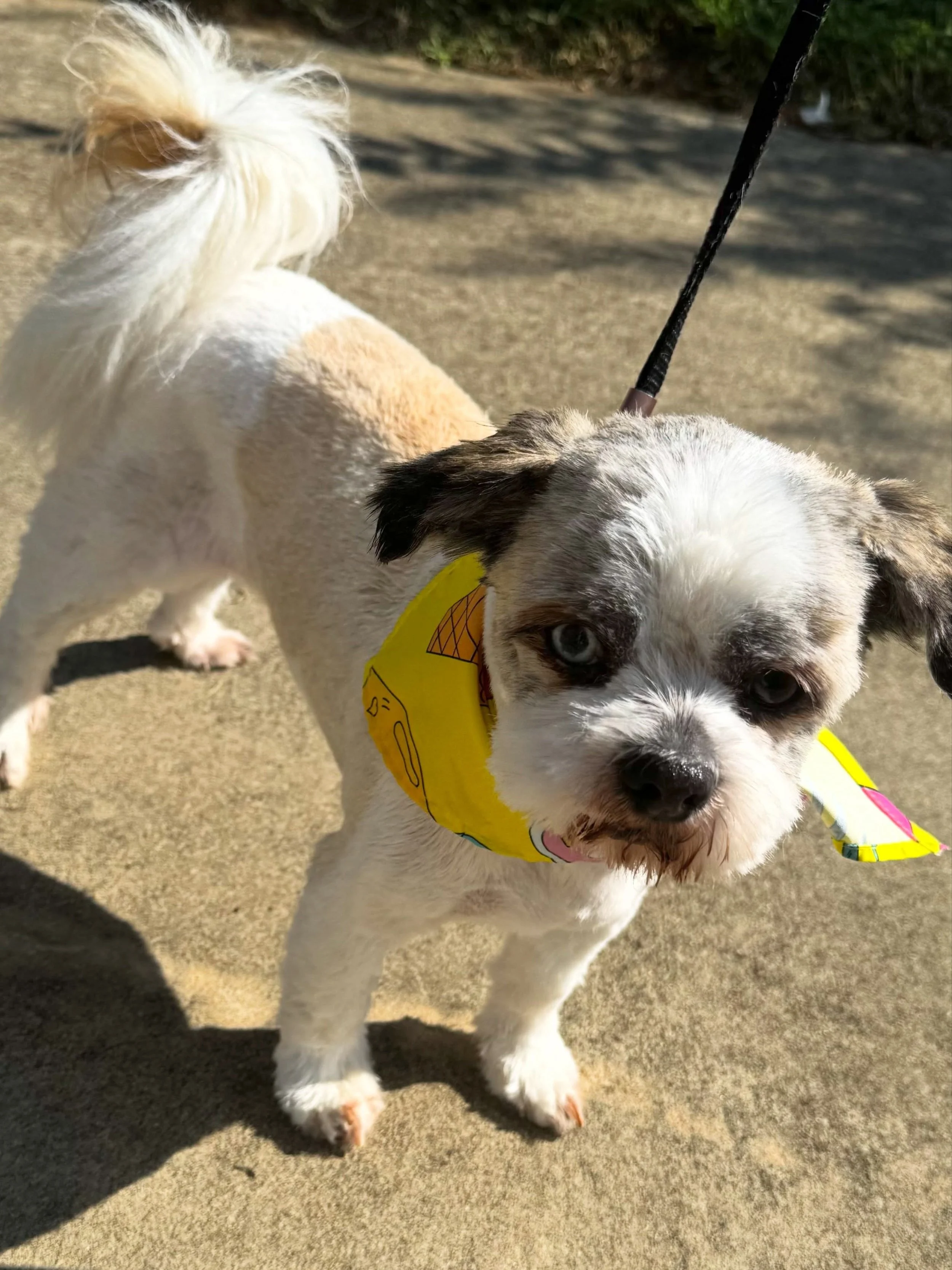 ✨It&rsquo;s Fritz&rsquo;s Day!✨

Meet Fritz, the twelve years young Shih Tzu. We had so much fun getting him looking his best and he was so excited to show off his new look to his mom! 

Twelve years old, all personality, and the classic Shih Tzu hea