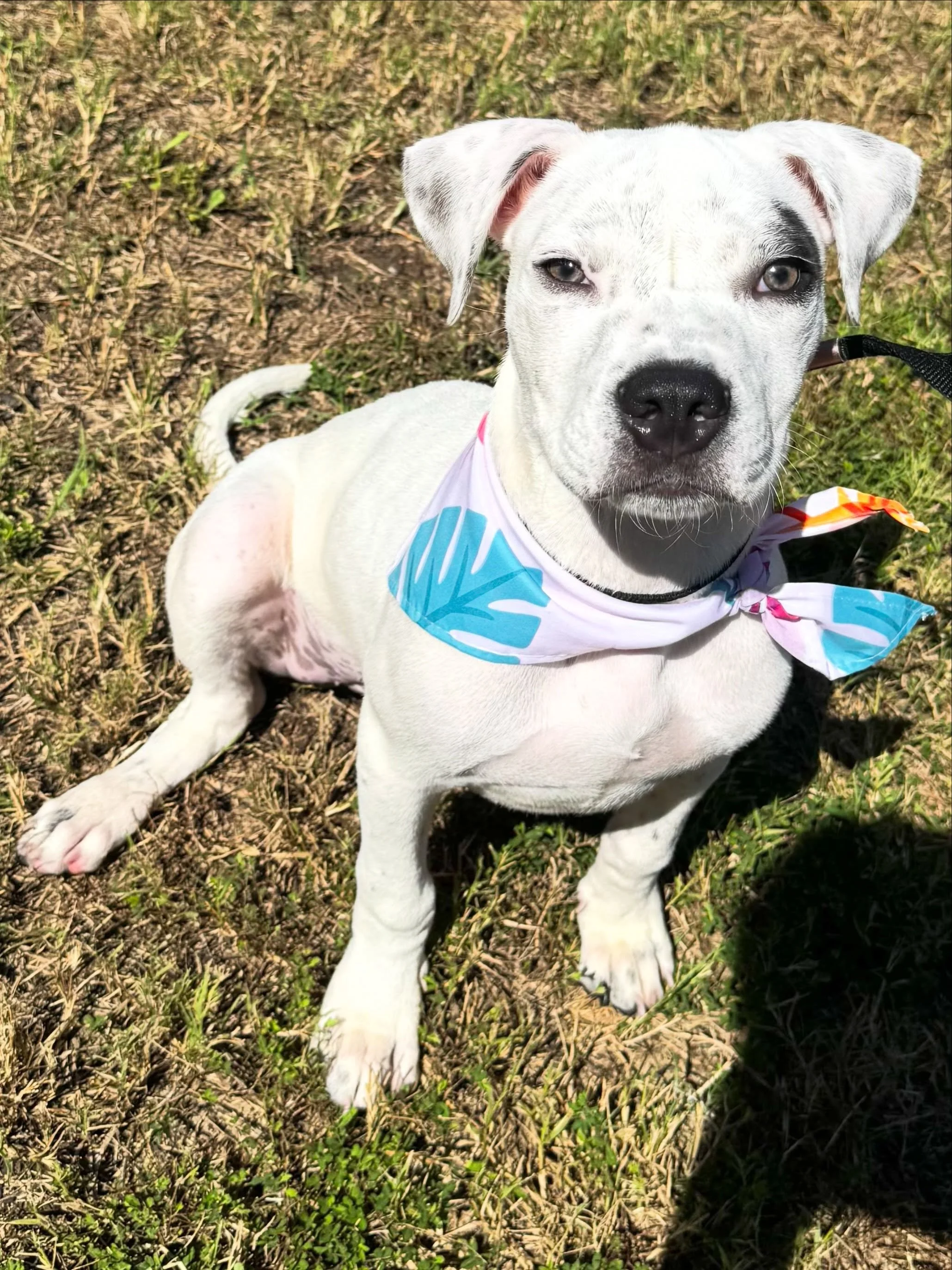 ✨It&rsquo;s Spa Day,✨

Popeye walked out of the Spa glowing with confidence!🐶

White coat shining, chin up, eyes locked in. Nobody told this puppy to pose, he just knew! Tell me he doesn&rsquo;t know he looks good.

We would love to bring the spa to
