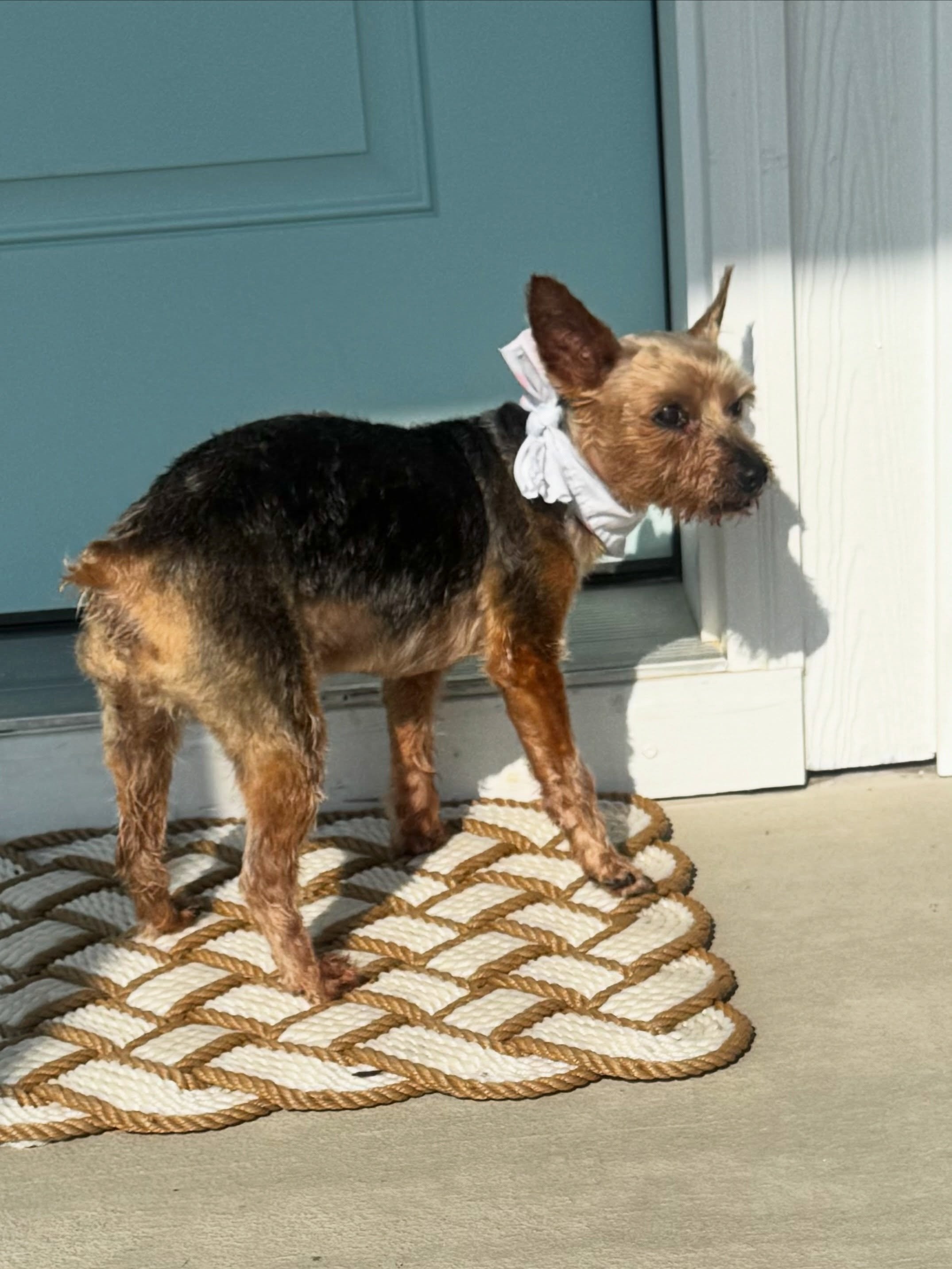 ✨It&rsquo;s PJ Day!✨

I came to this sweet Yorkie, PJ&rsquo;s home in Garner for his monthly appointment. We had such a great time getting him clean, trimmed, bandana on, and back inside in no time!

That is the beauty of mobile. No car ride, no wait