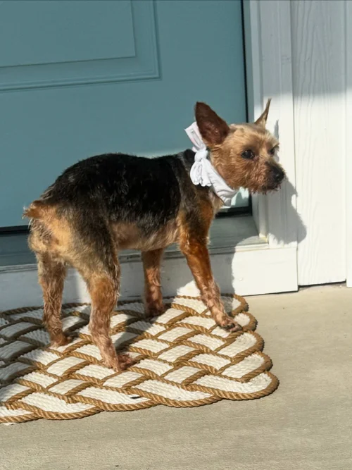 PJ, a Yorkie, after his monthly groom