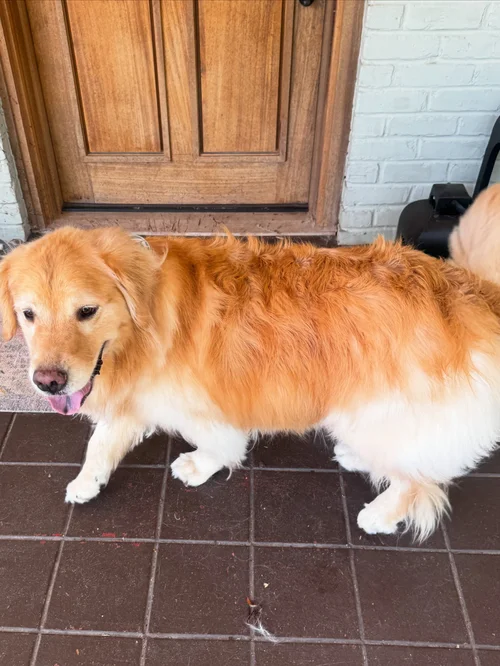 Popsicles, a Golden Retriever, after his Spa Day