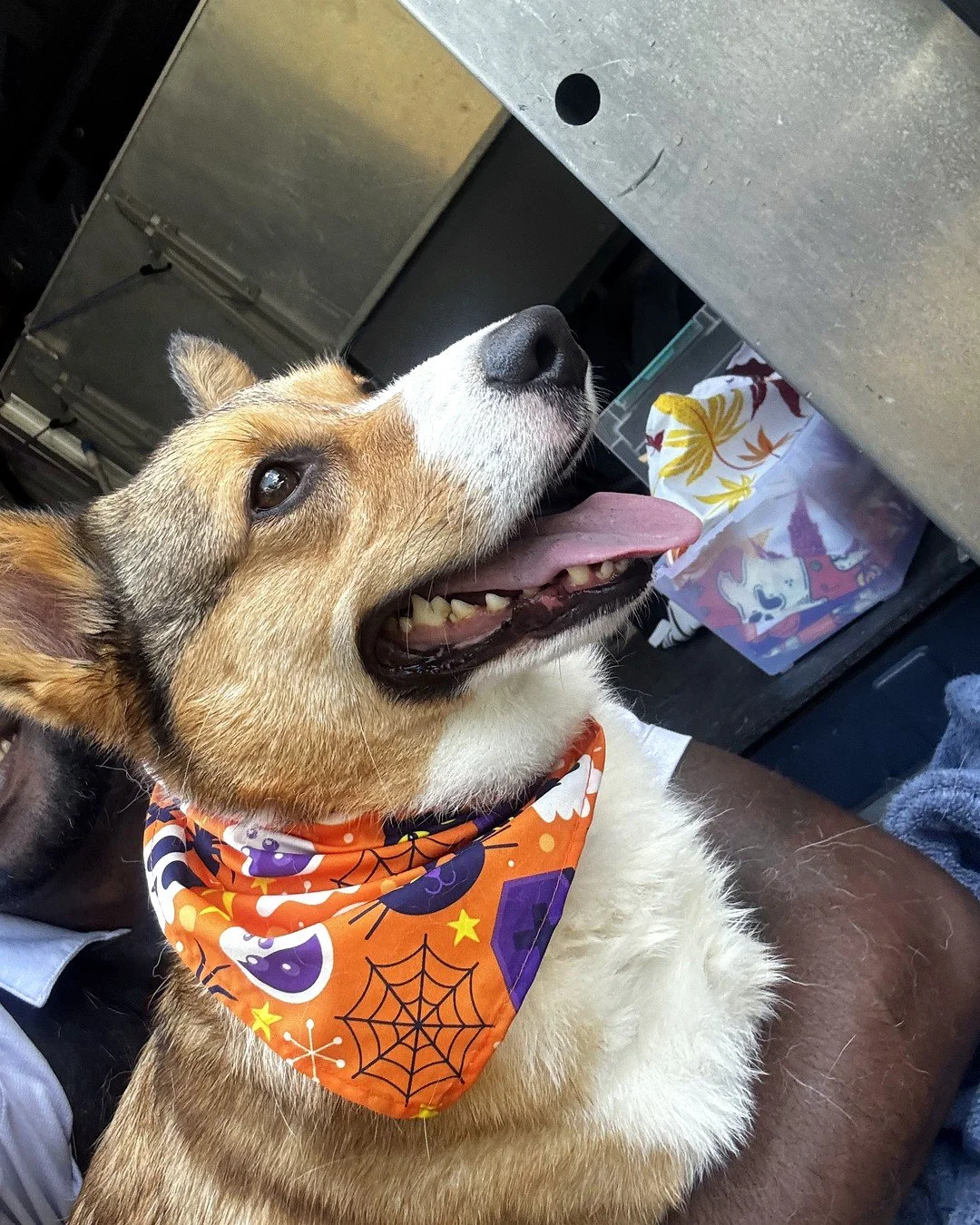 ✨It's Spa Day!✨

No tricks here. Just fresh grooms and a whole lot of treats. 🎃

This crew came out of the van looking boo-tiful (sorry, I had to). Swipe to meet them. 👻

November dates are open now, before the holiday rush. Send this to the friend