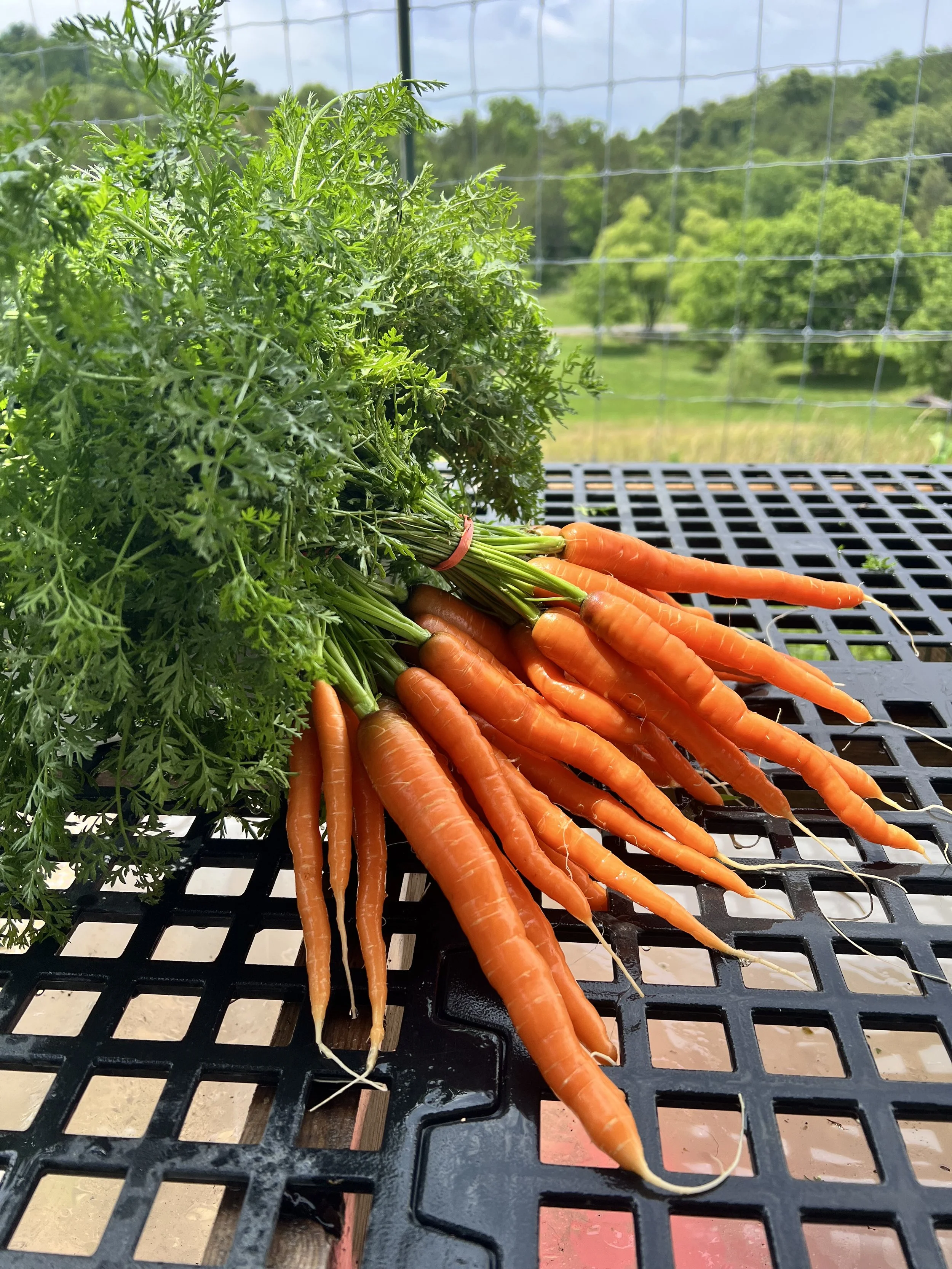 Mokum Carrots