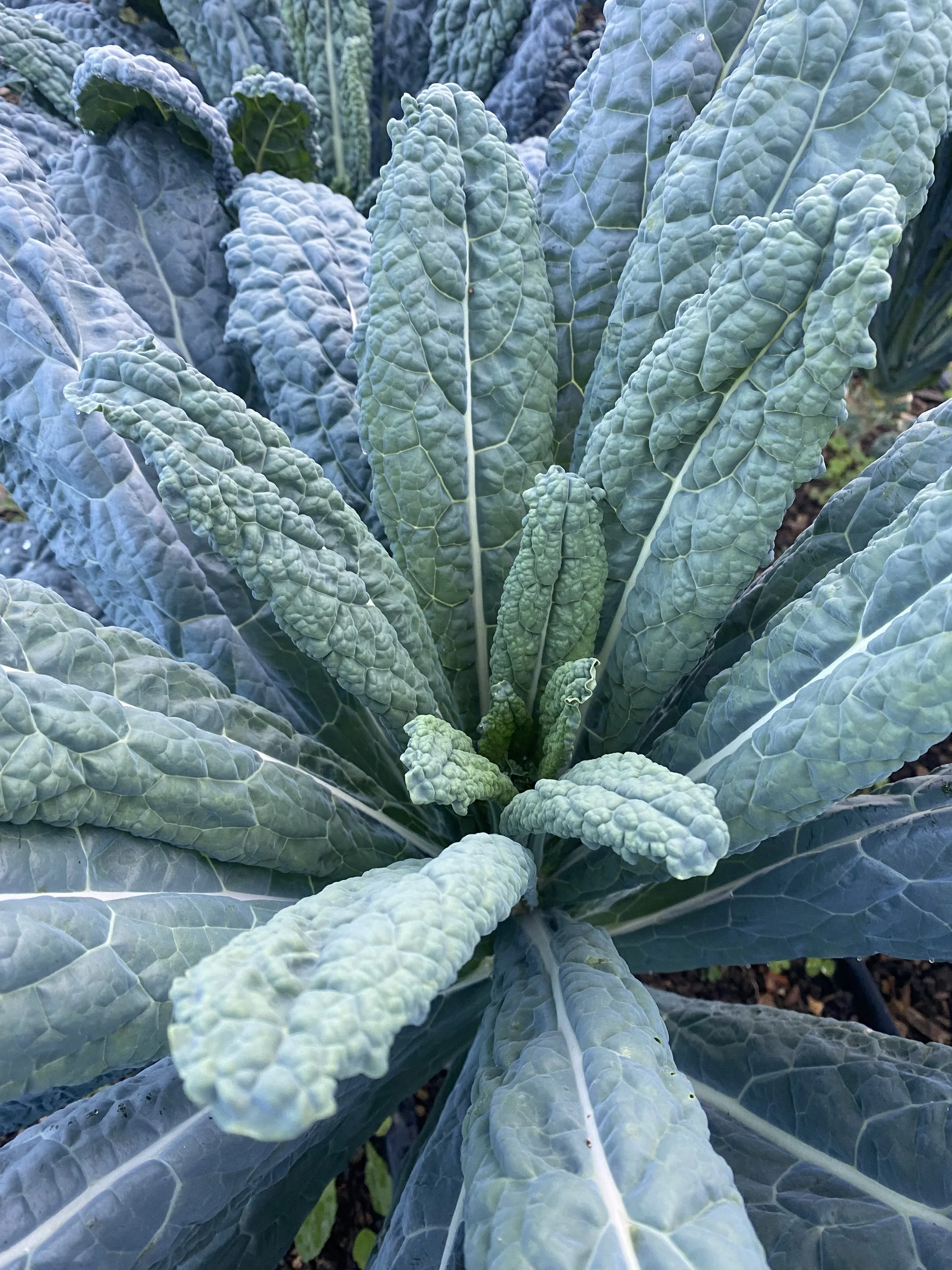 Lacinato Kale