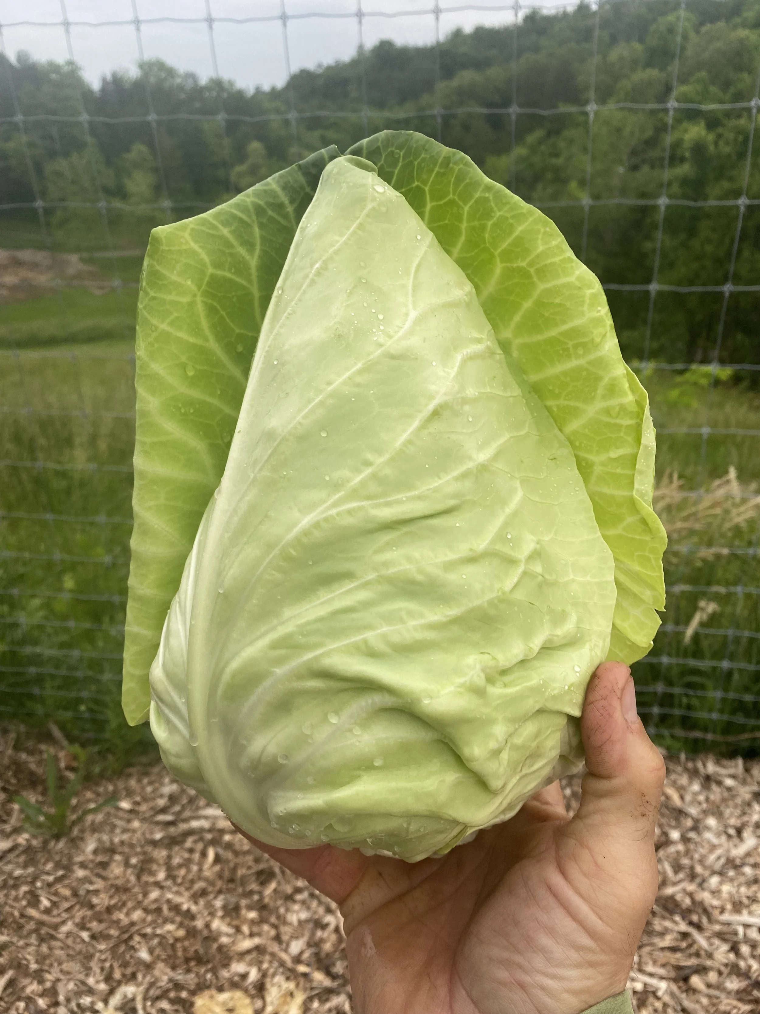 'Piccadilly' Cone Cabbage