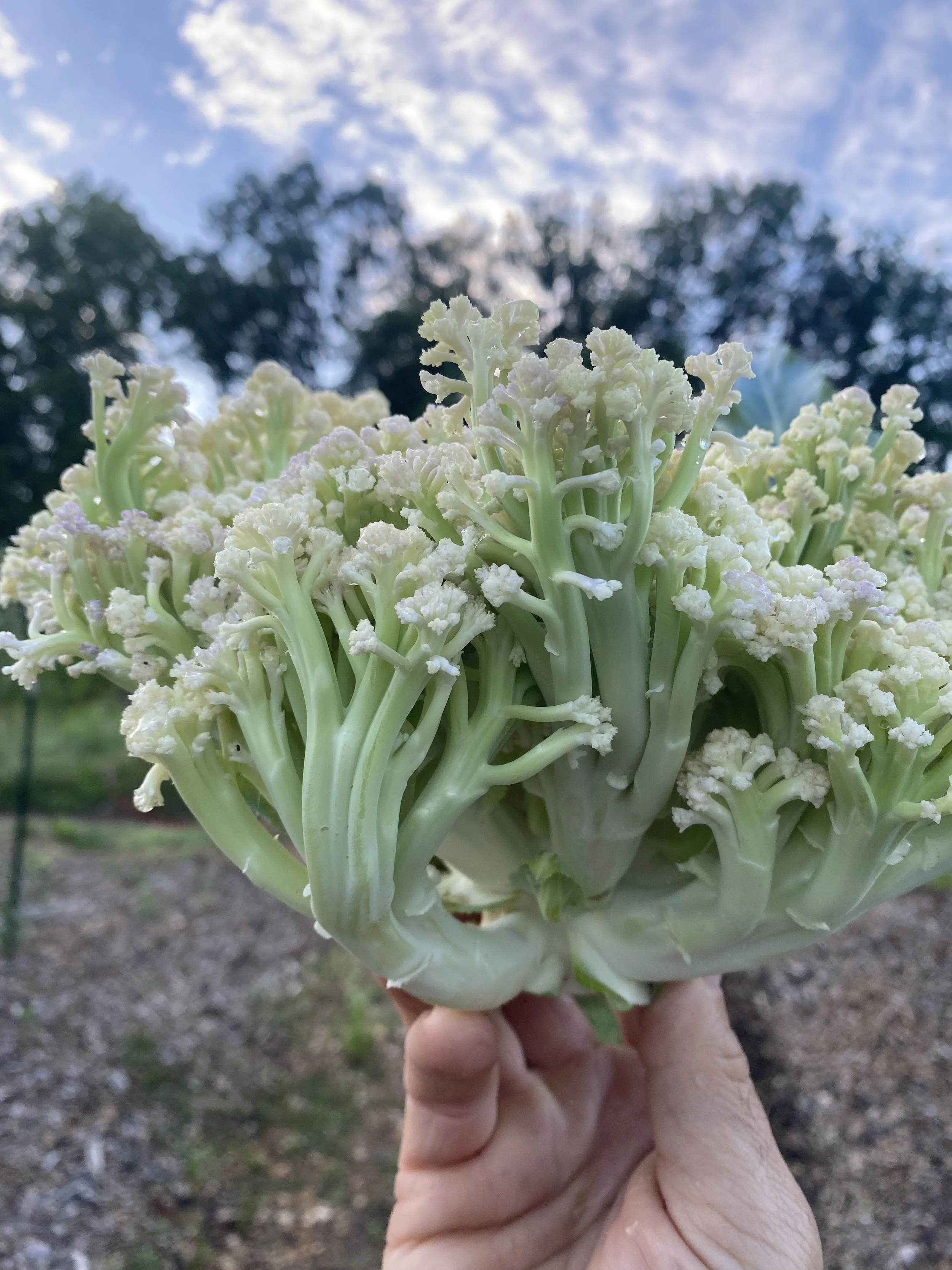 Sprouting Cauliflower