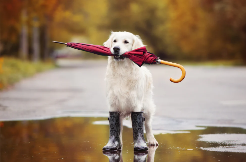 Rainy Day Dog Walk Ideas in Seattle: Keeping Your Pup Happy Through Every Season