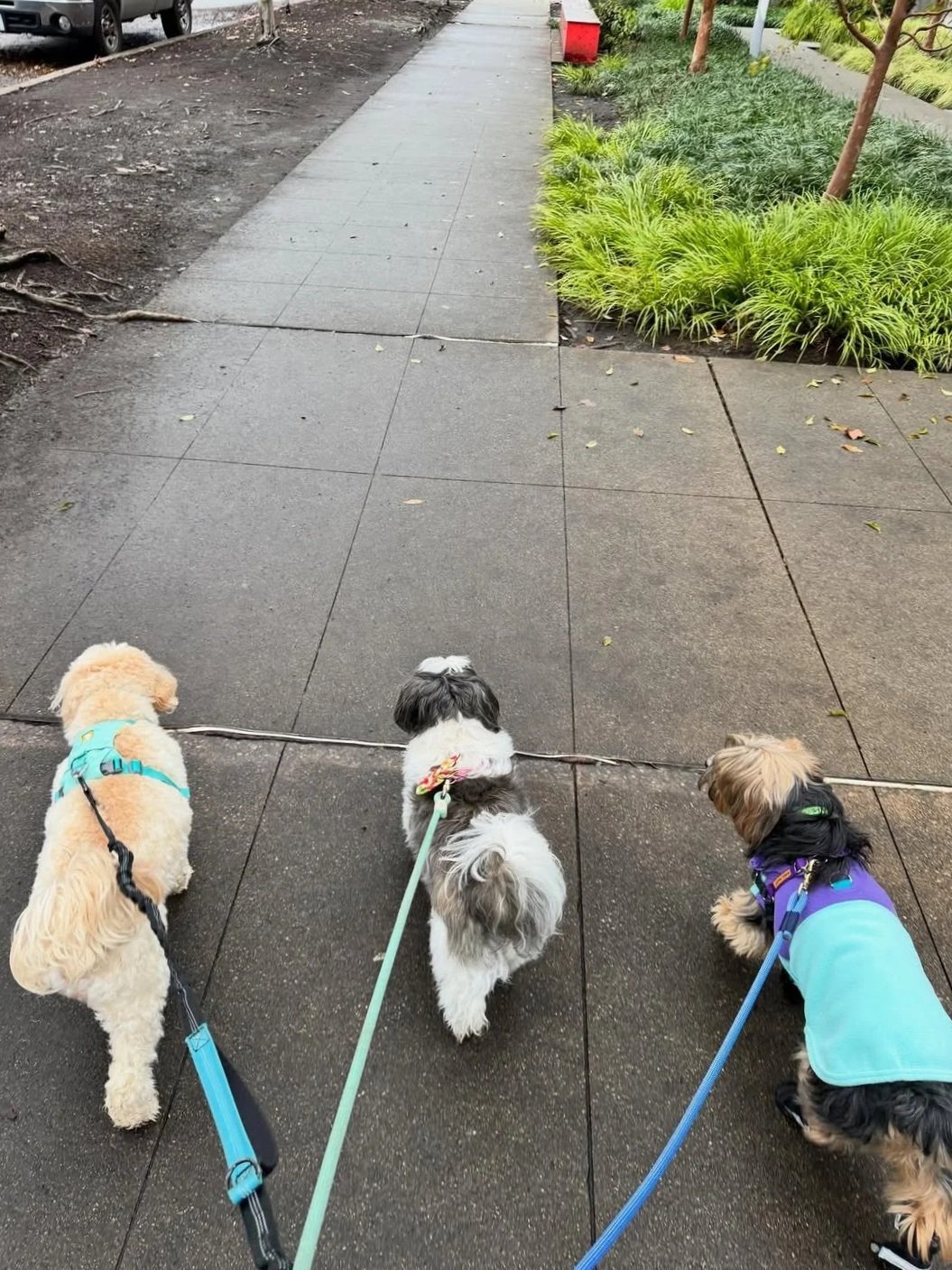 Hidden Dog Walking Routes in West Seattle Only Locals Know About