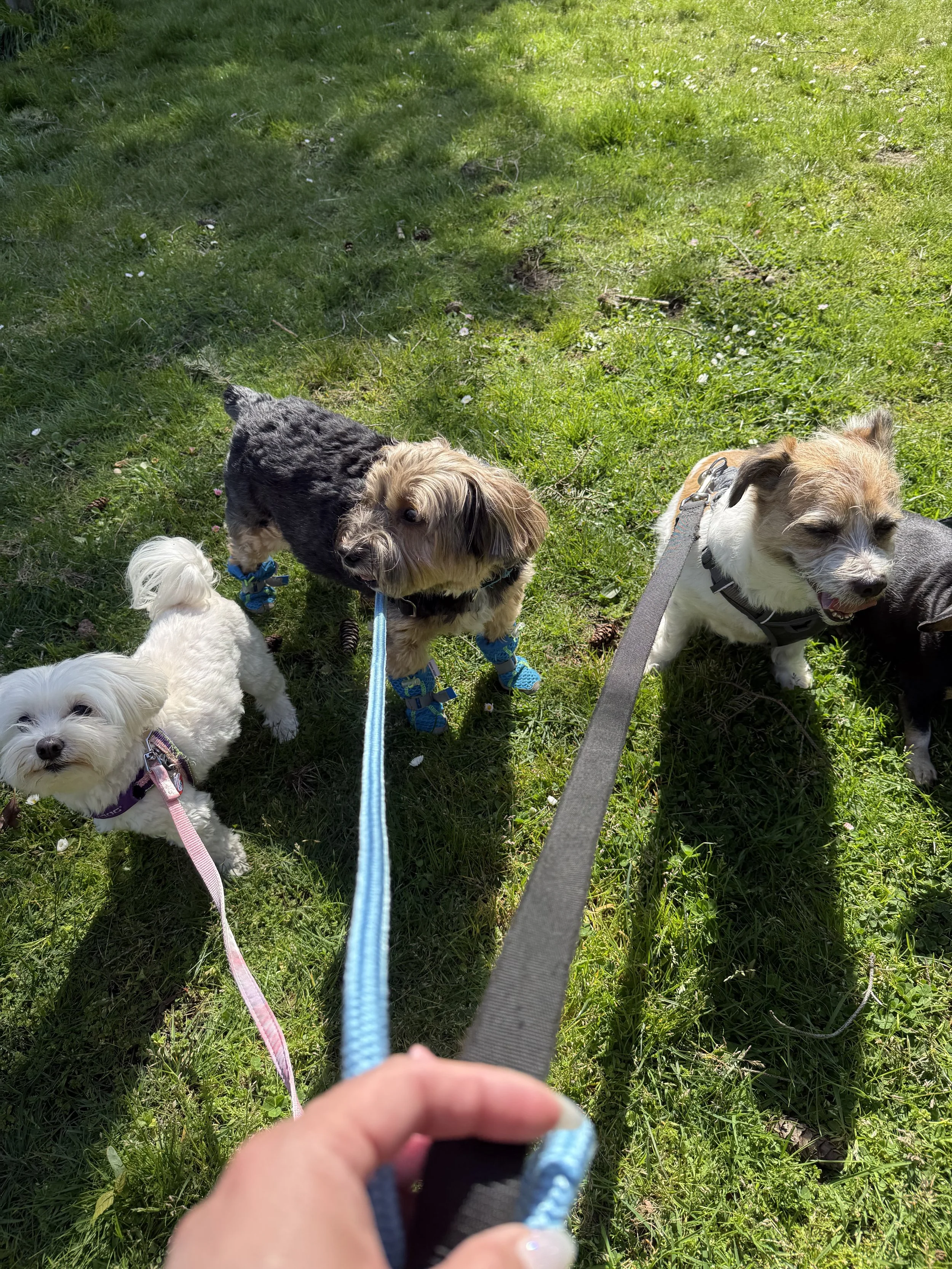 Professional dog walker taking a Labrador for a neighborhood walk in West Seattle, WA.