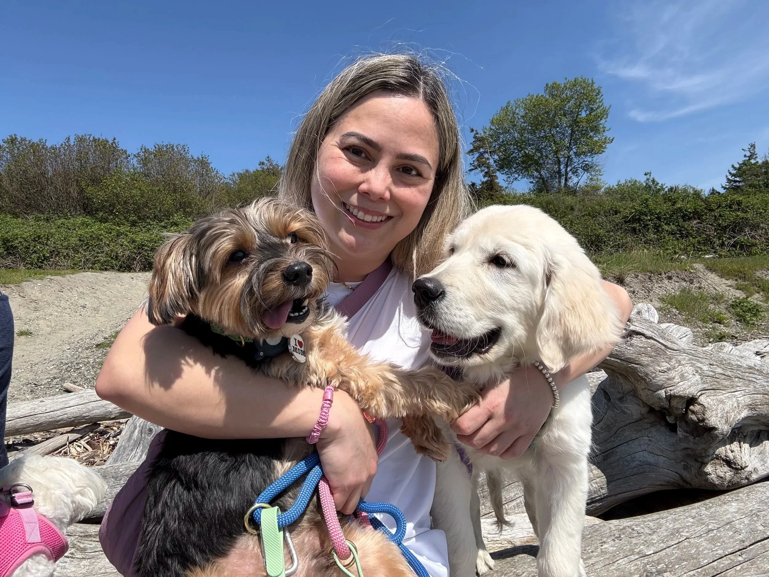 Yorkshire Terrier and Labrador puppy enjoying fresh air, exercise, and companionship with a trusted West Seattle dog walker.
