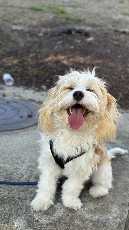 Happy dog smiling in the sunshine while receiving attentive pet care services in West Seattle.