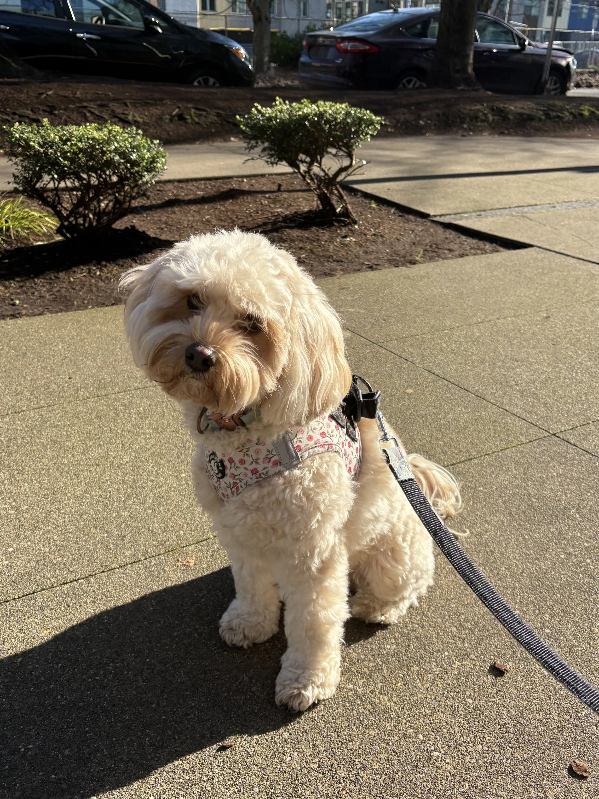 Dog walking service providing outdoor enrichment and exercise for pets in West Seattle, Washington.