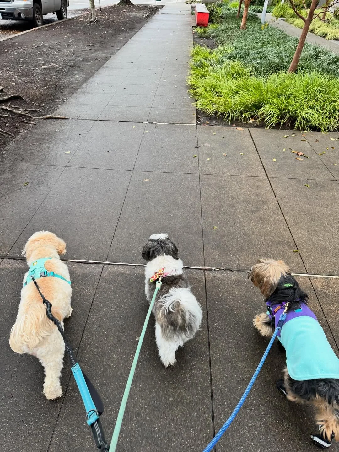 Happy dog enjoying daily exercise during a dog walking service in West Seattle.  Three dogs on leashes walk on a sidewalk next to a patch of soil and green bushes, with a parking lot visible in the background.