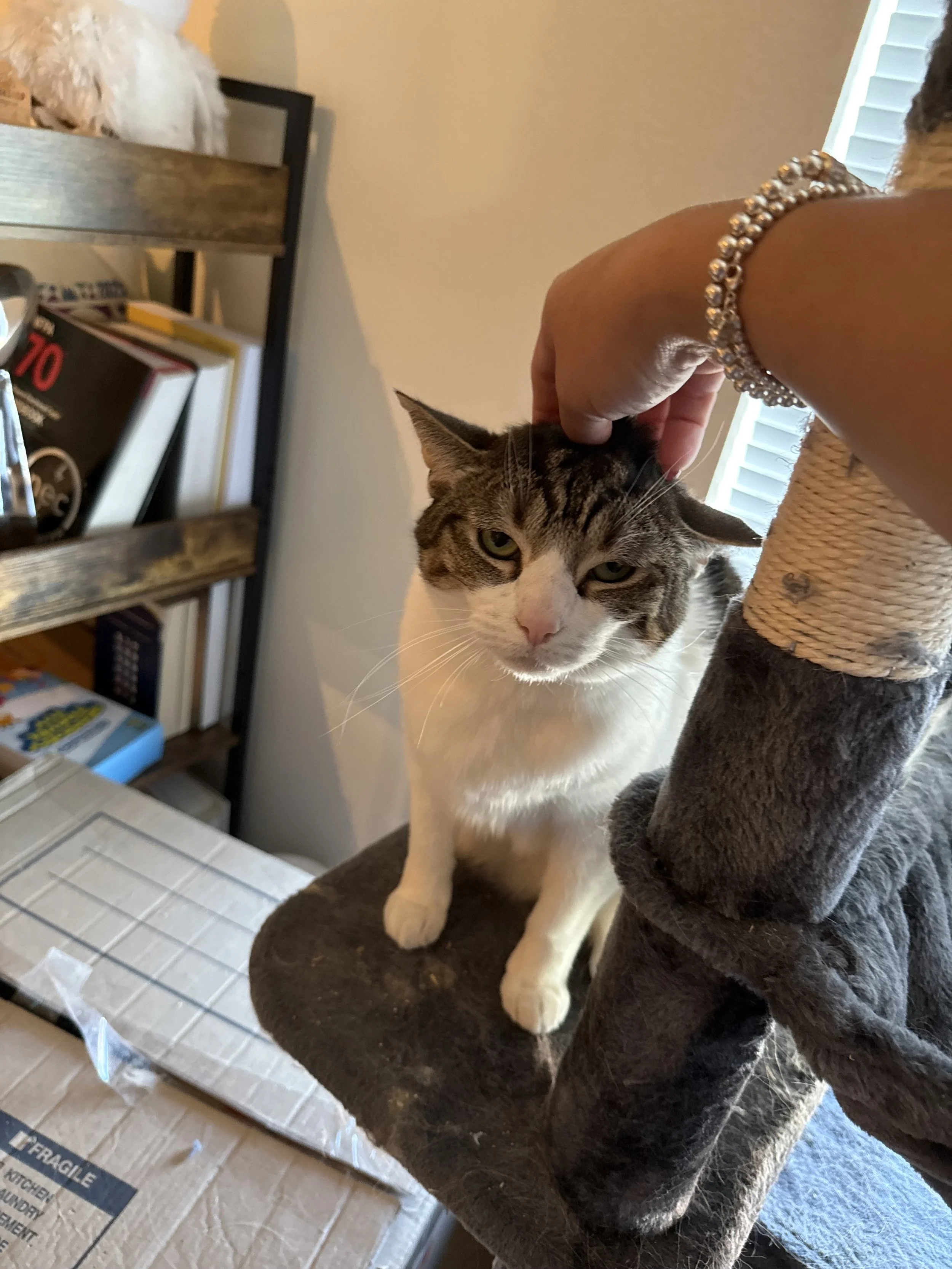 Professional pet sitter providing a drop-in visit for feeding and companionship in West Seattle, WA.