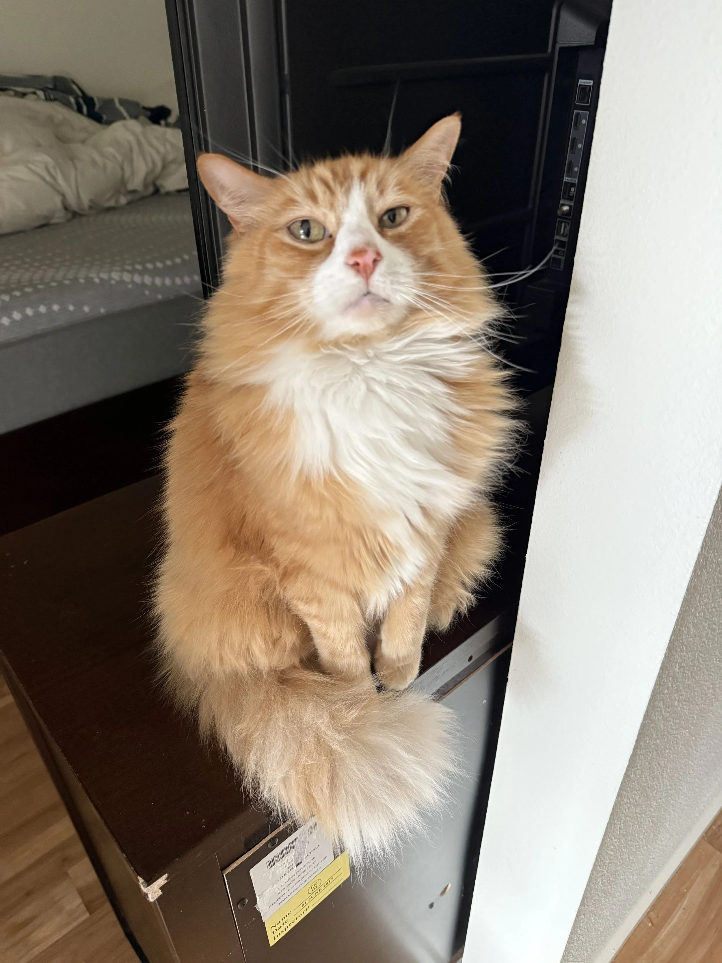Drop-in pet care service checking on a cat while owners are away in West Seattle.