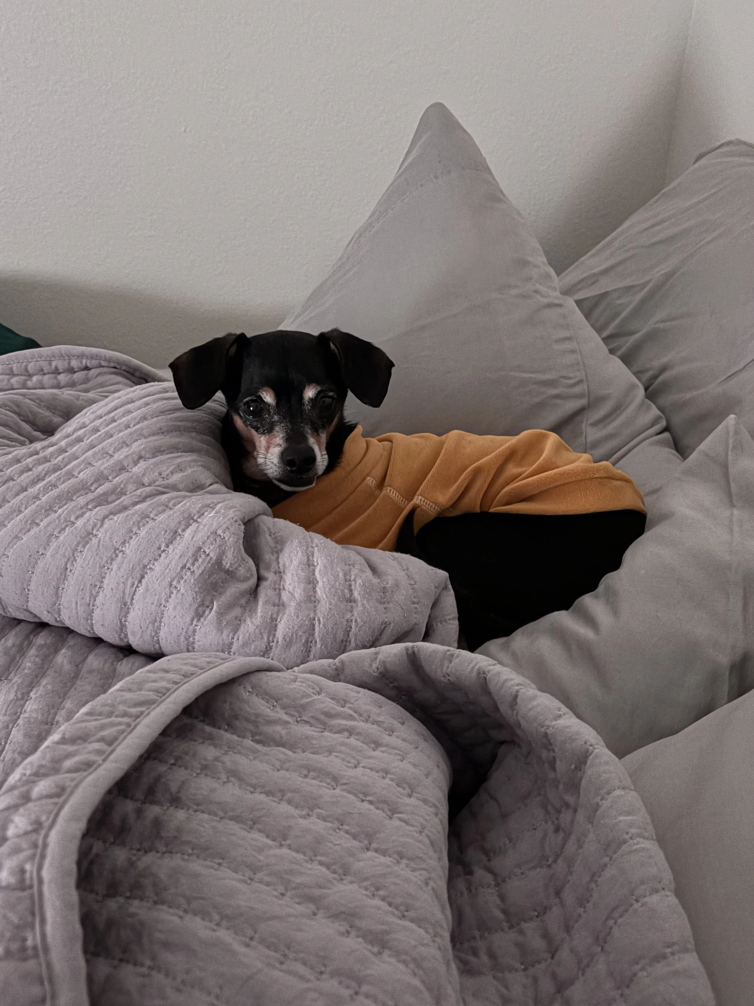 Happy dog relaxing on a couch during cage-free dog boarding in West Seattle, WA.