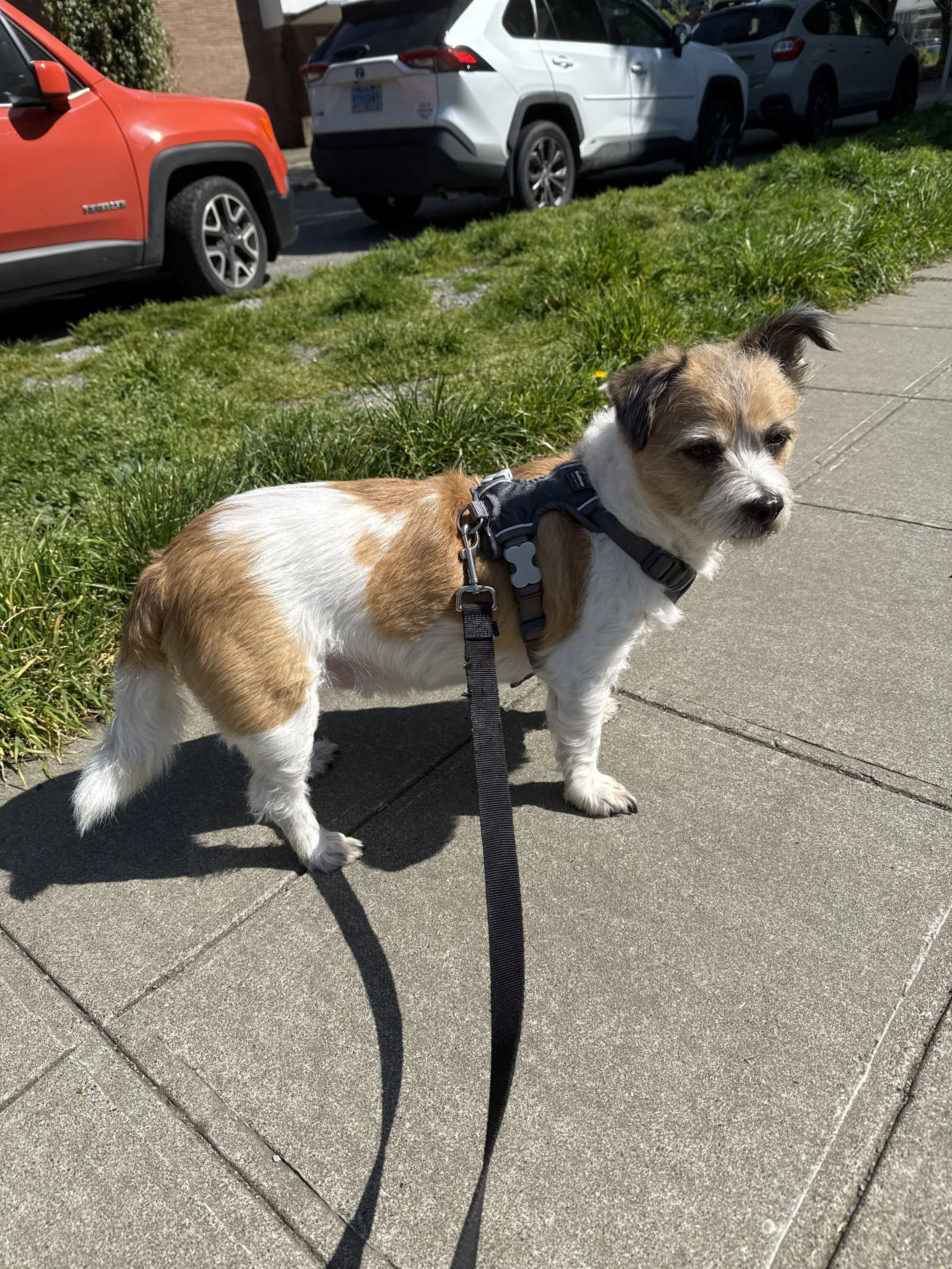 Friendly dog walker exploring local West Seattle parks with a client's dog.