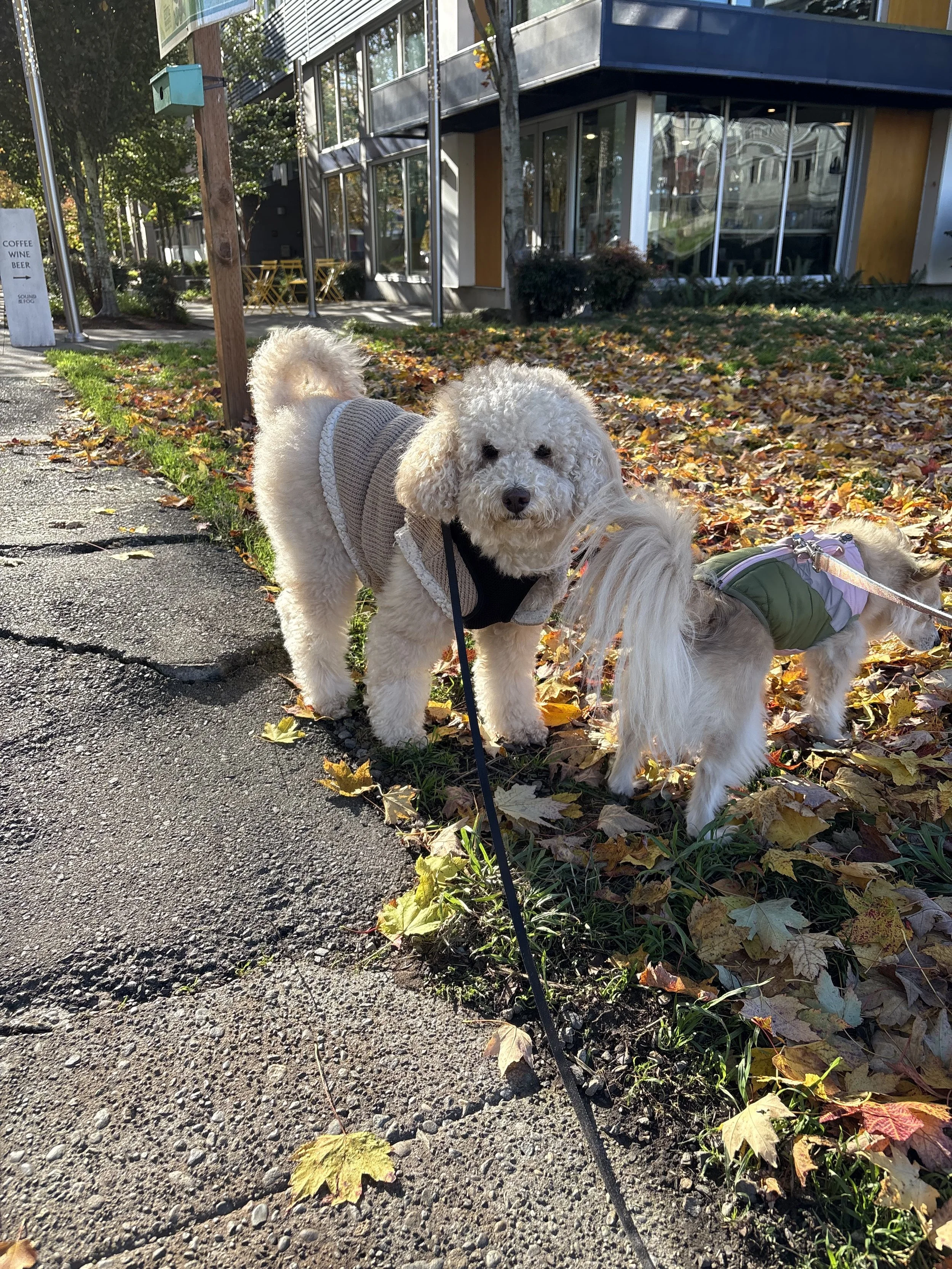 Active dog enjoying a personalized walk with a trusted West Seattle dog walker.