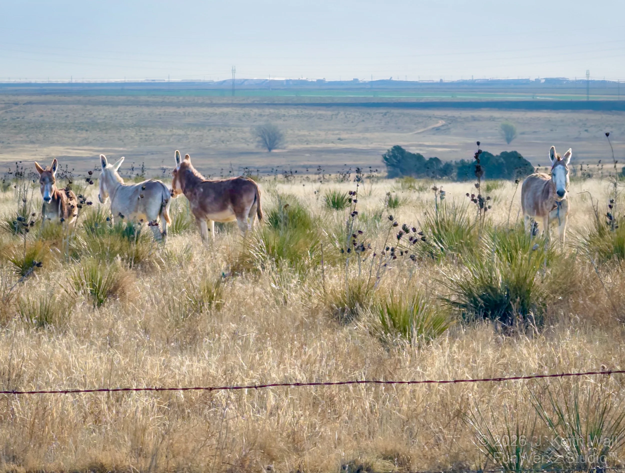 Four donkeys standing in a grassy field with dry plants, distant hills, and power lines in the background.