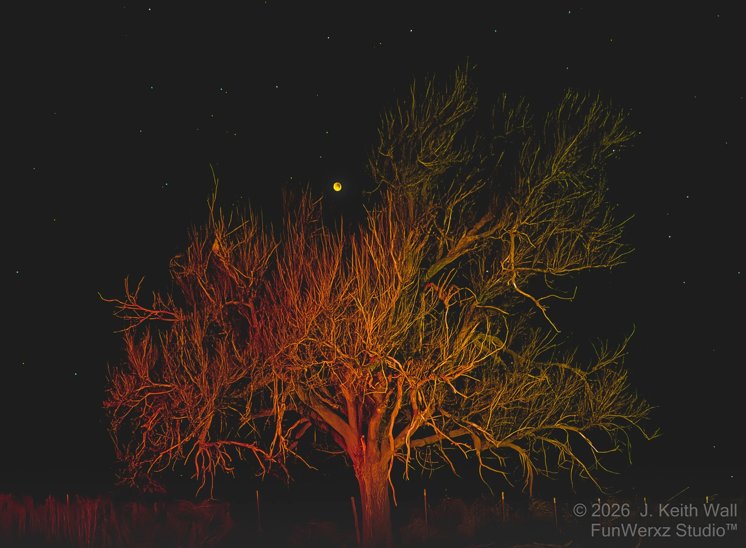 A leafless tree illuminated with orange and yellow lights at 3:30am on a Blood Moon Morning