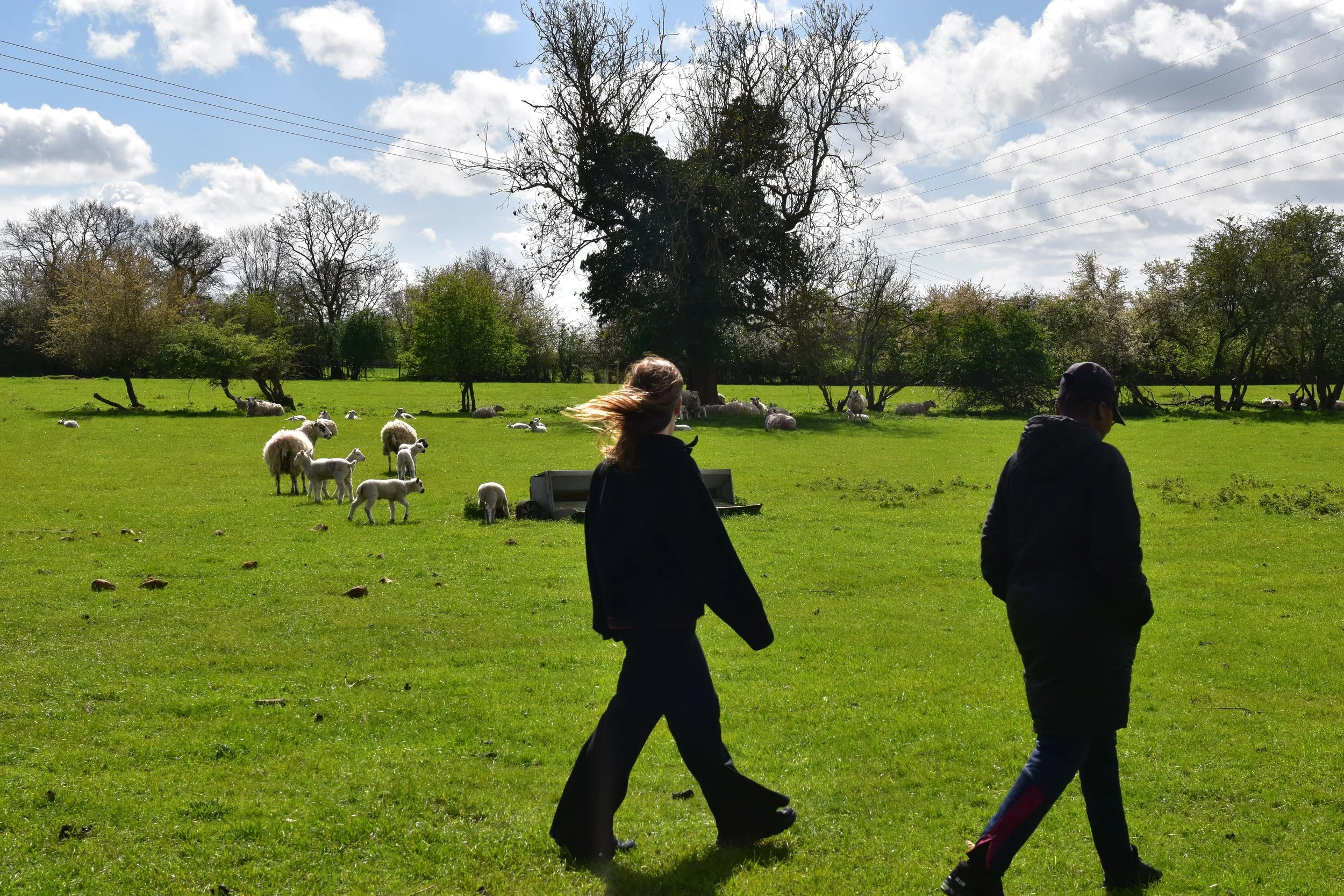 Two people walking in a grassy field with sheep and trees, under partly cloudy sky.