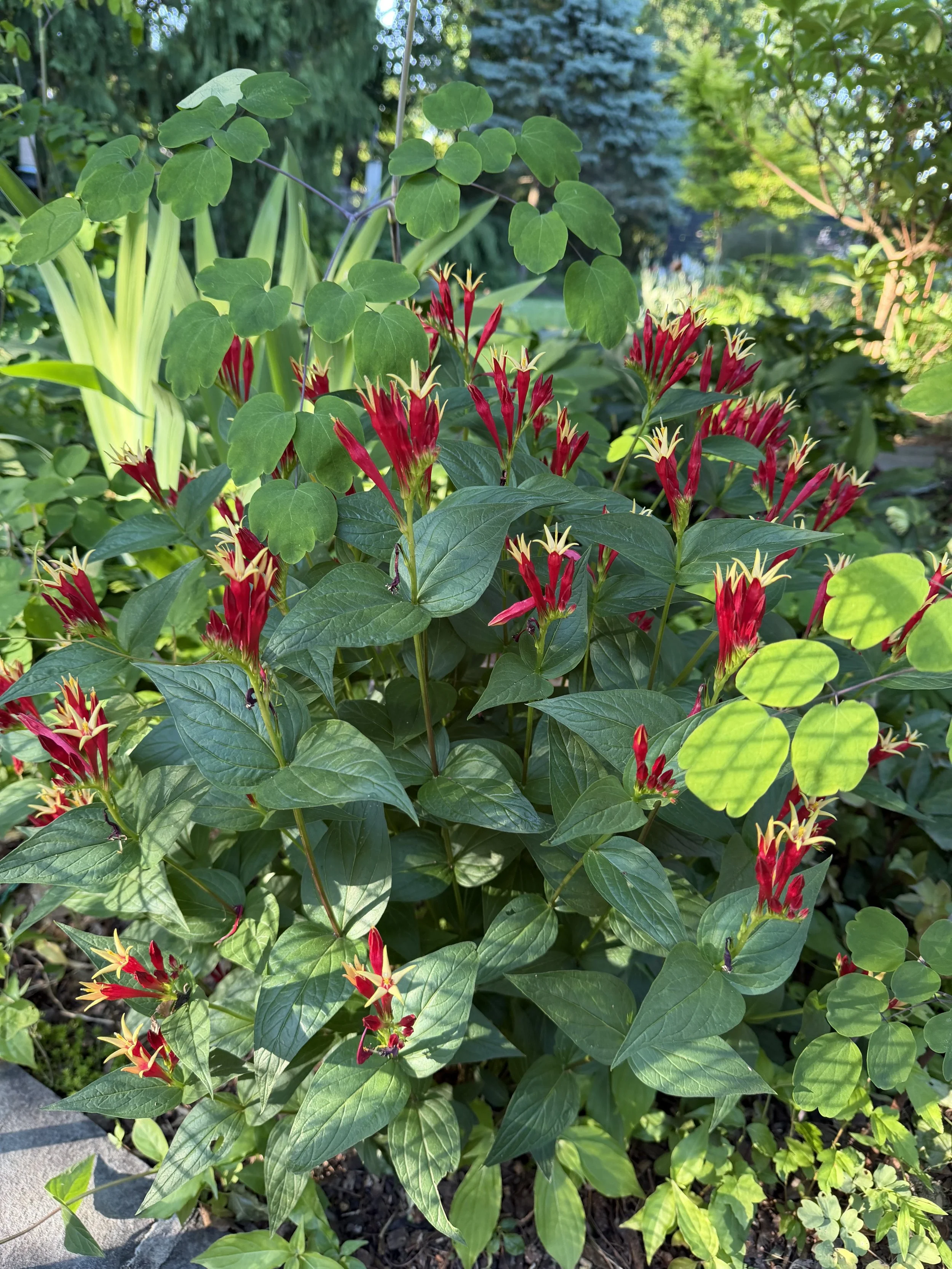 Close-up view of a garden bed with green leafy plants and red and yellow star-shaped flowers.