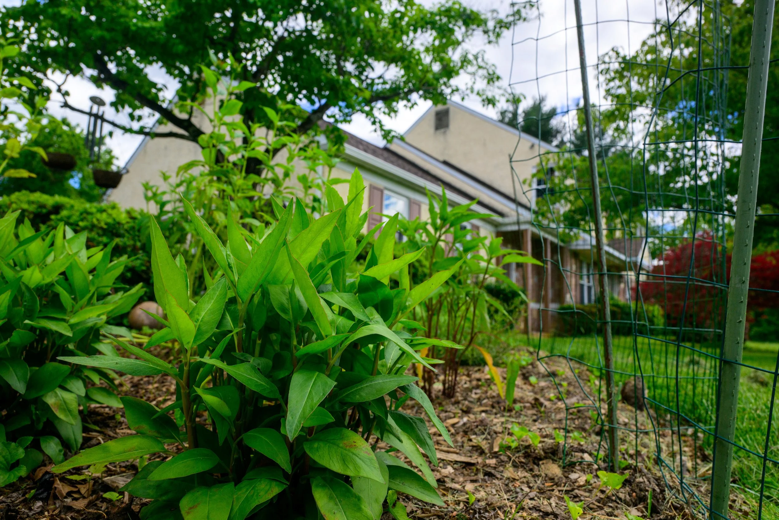 A garden with green leafy plants in the foreground, a house in the background, and a wire fence on the right side.