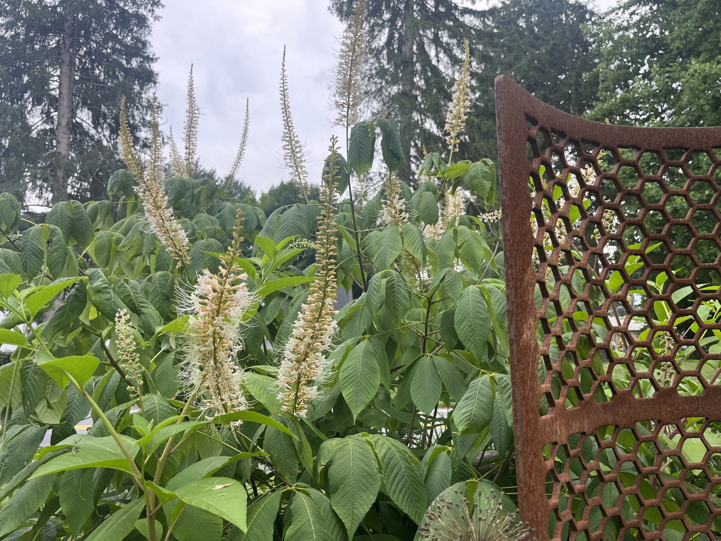 Garden in West Chester, PA (Chester County)