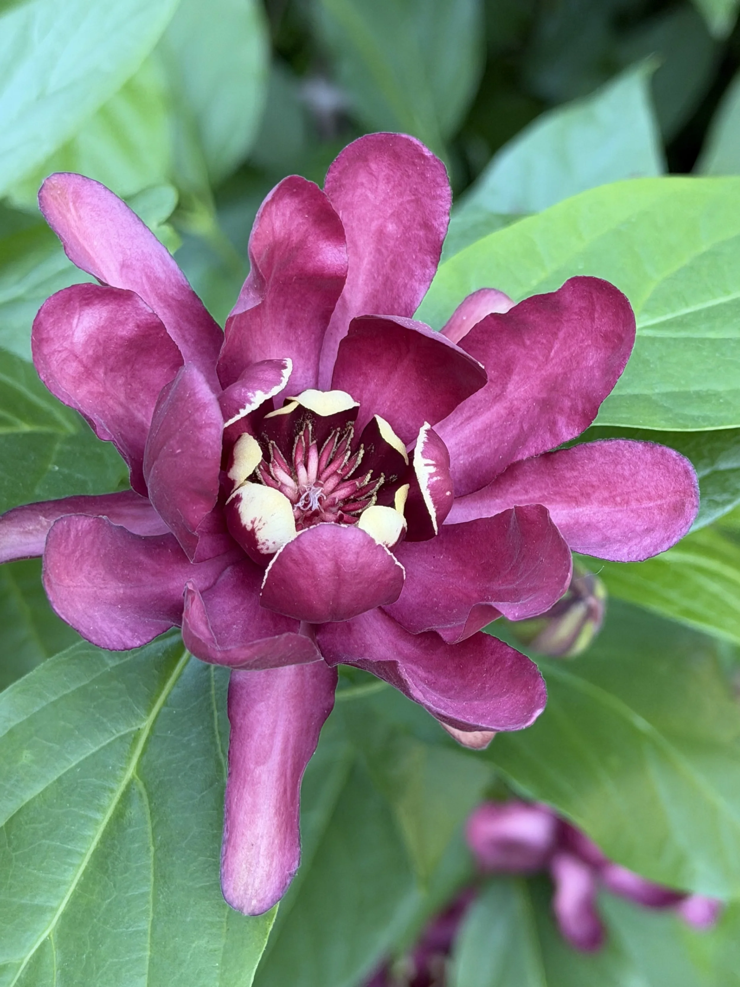 Close-up of a pink flower with multiple petals and green leaves in the background.