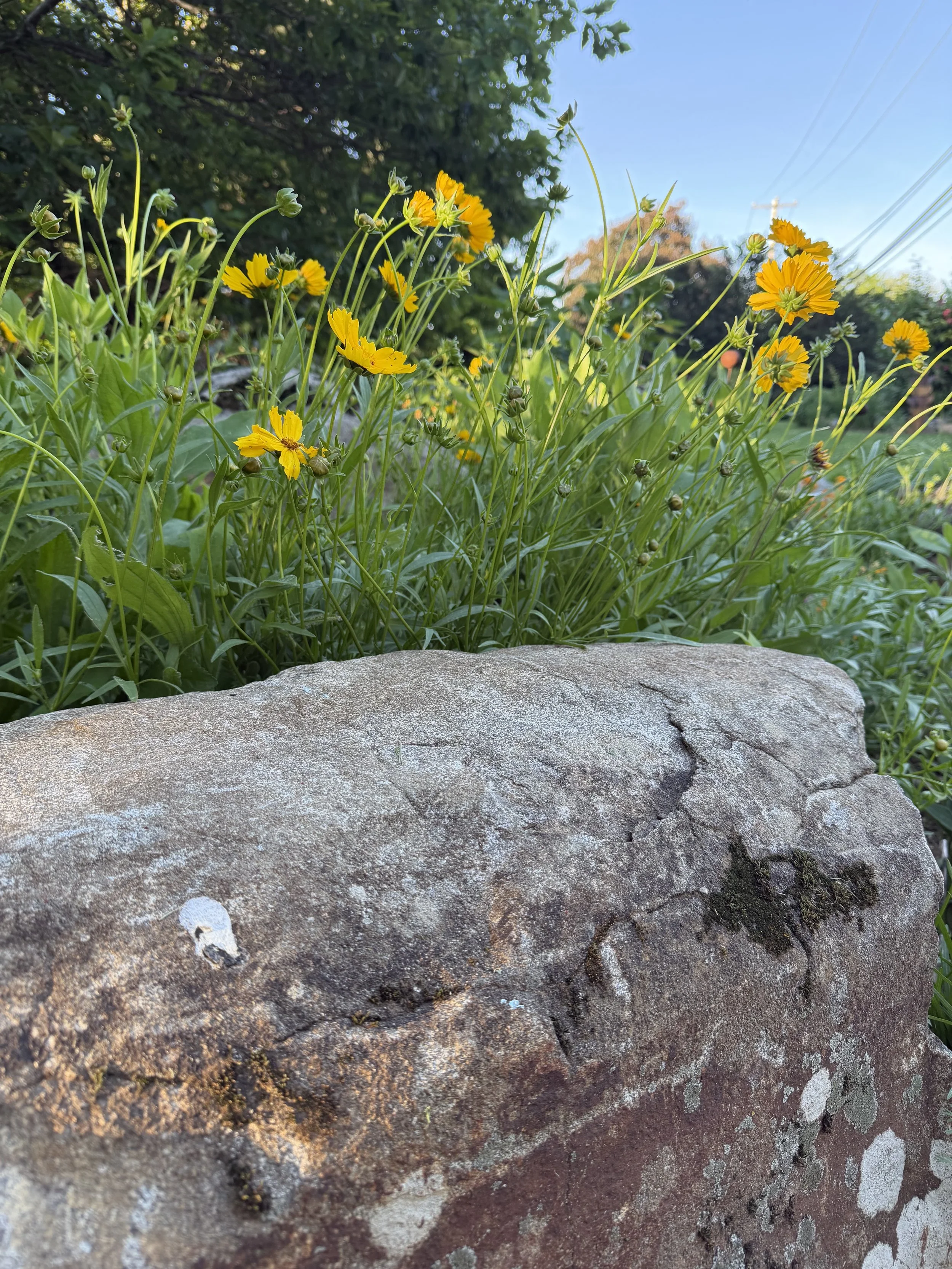 A close-up of a large textured rock in the foreground with green grass and yellow flowers behind it, under a clear blue sky with some tree shadows and power lines.