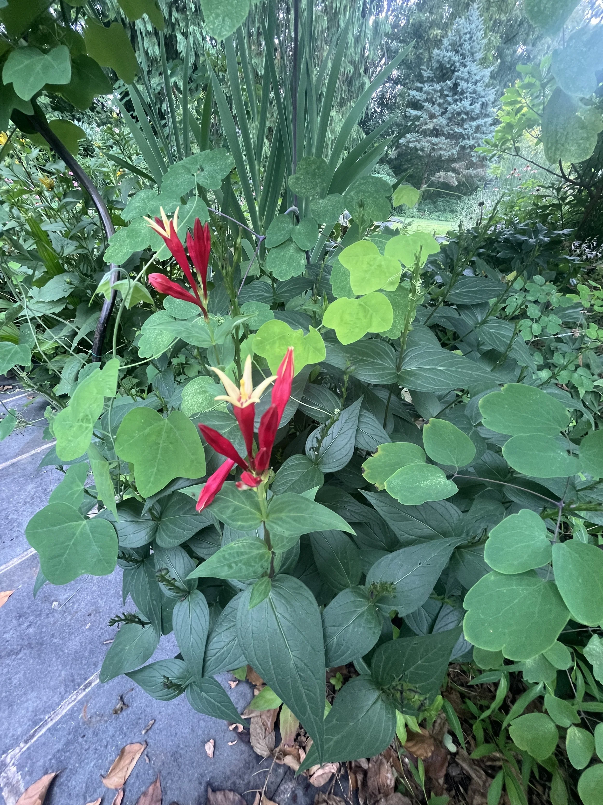 Garden in West Chester, PA (Chester County)