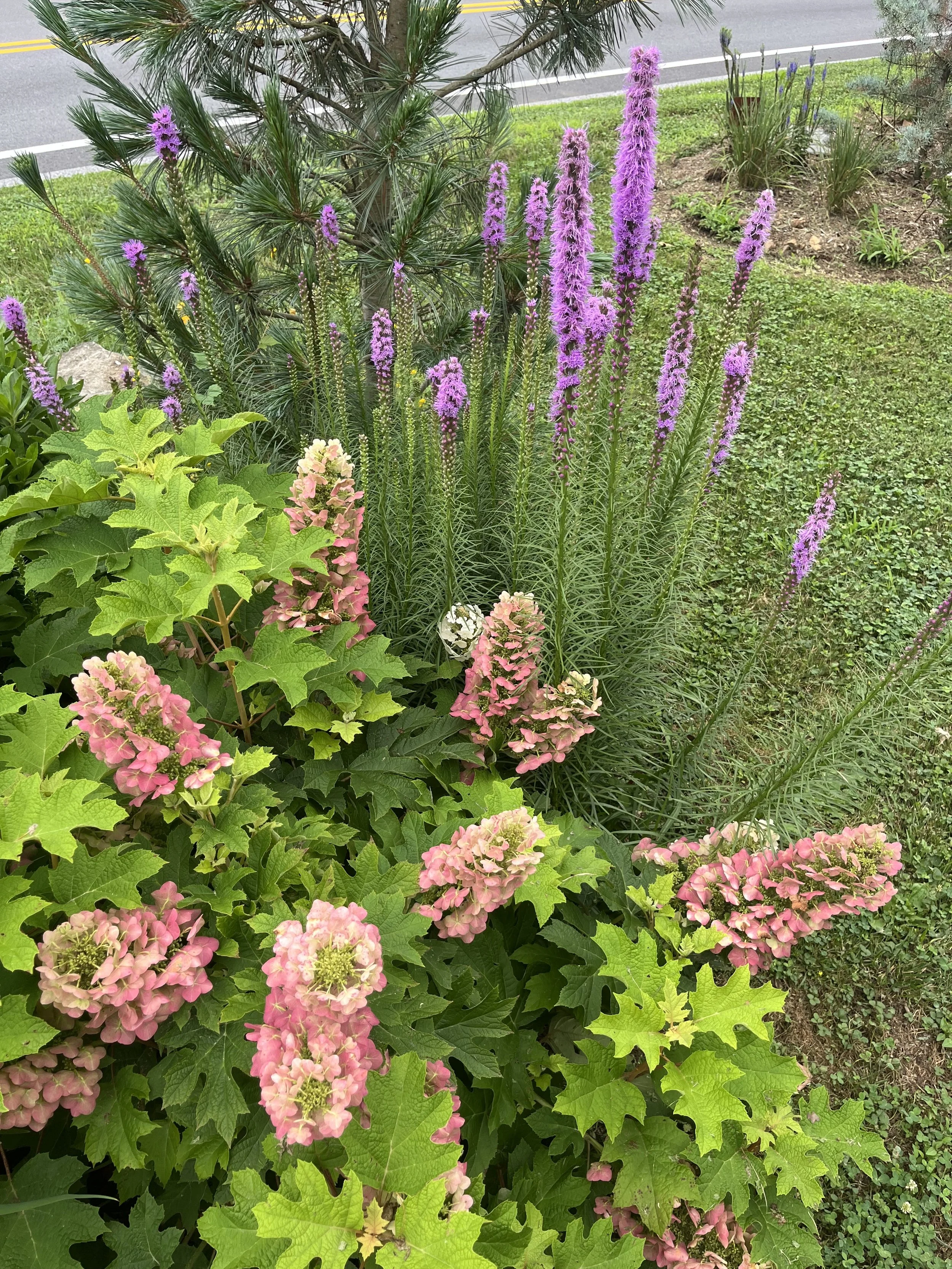 Garden in West Chester, PA (Chester County)
