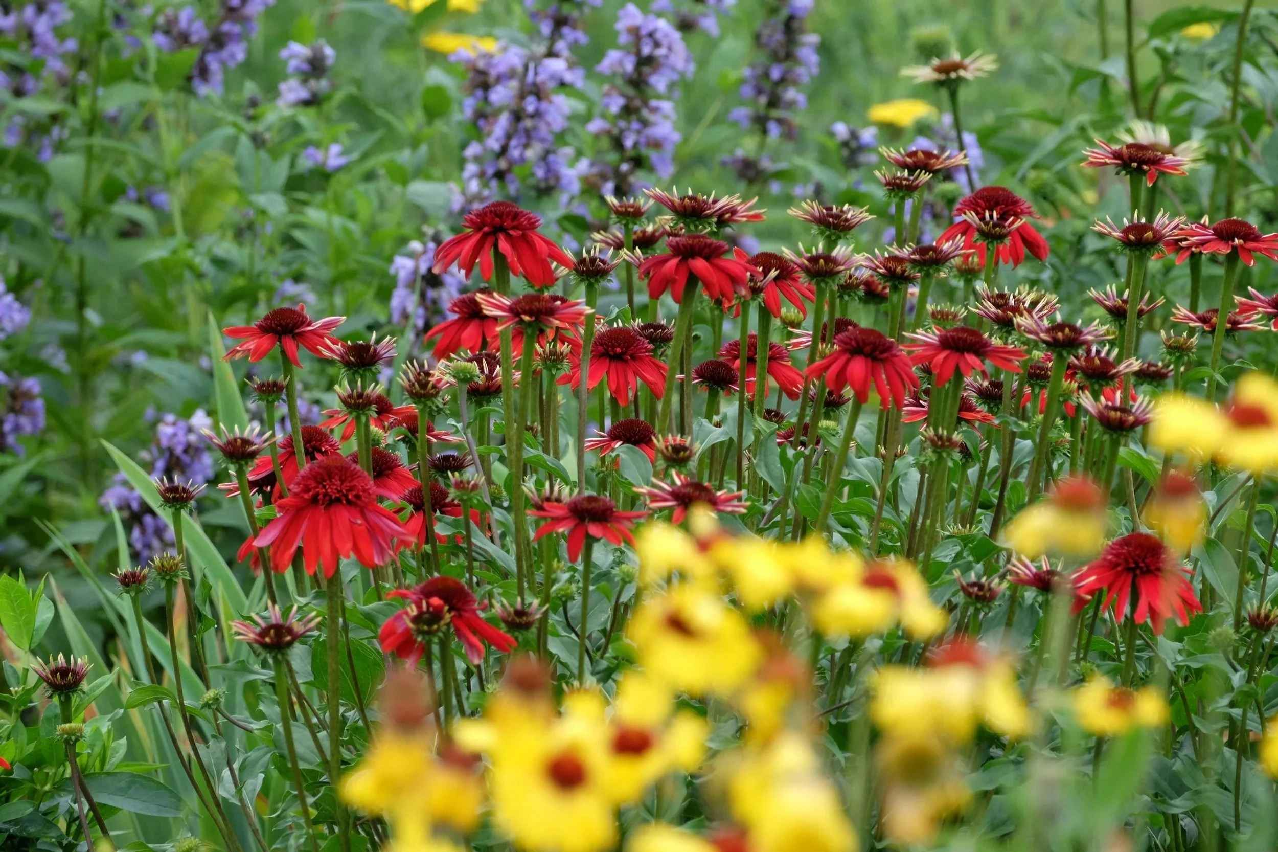 Lawn to Meadow