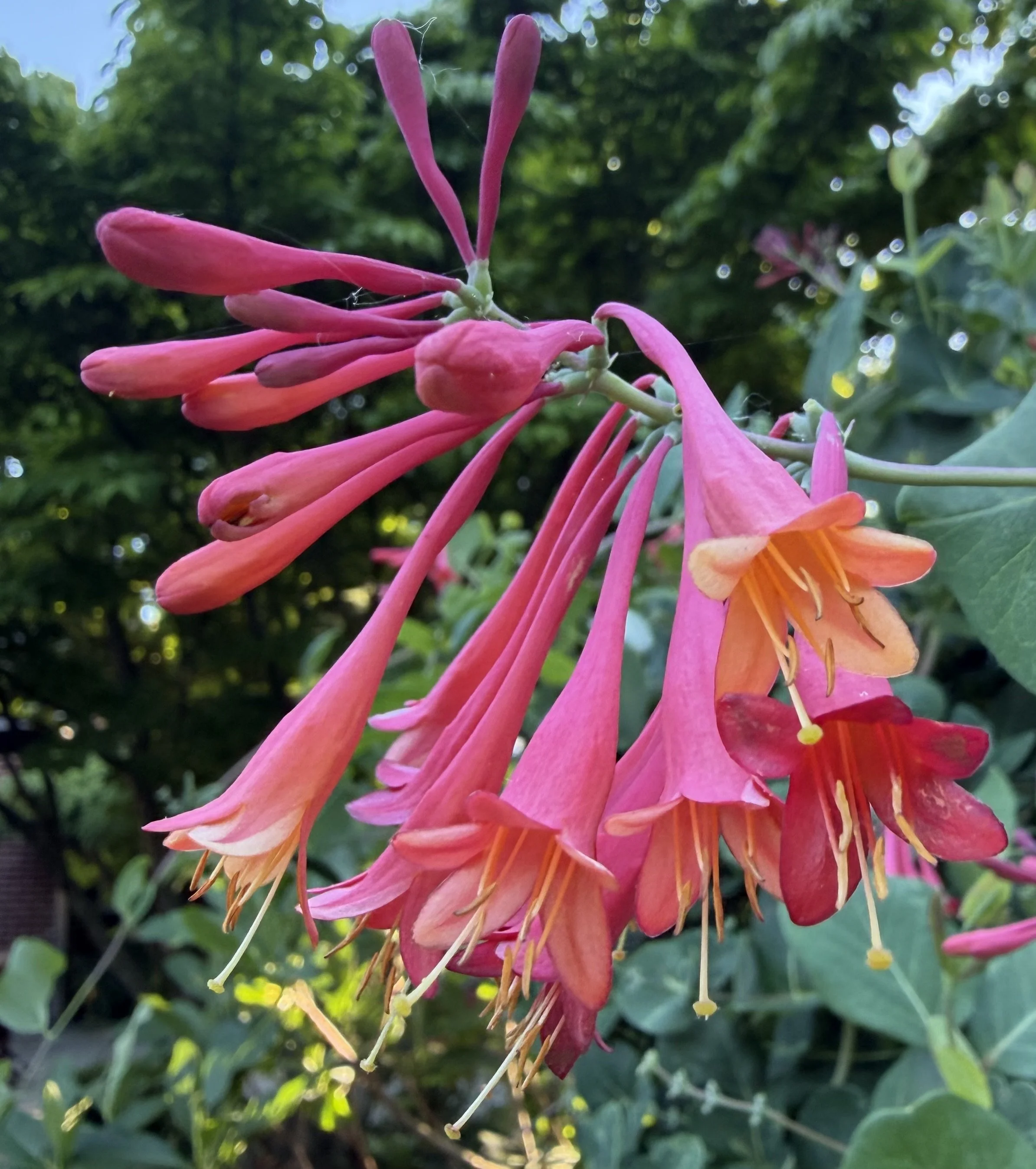 Close-up of pink and orange honeysuckle flowers with green leaves in the background.