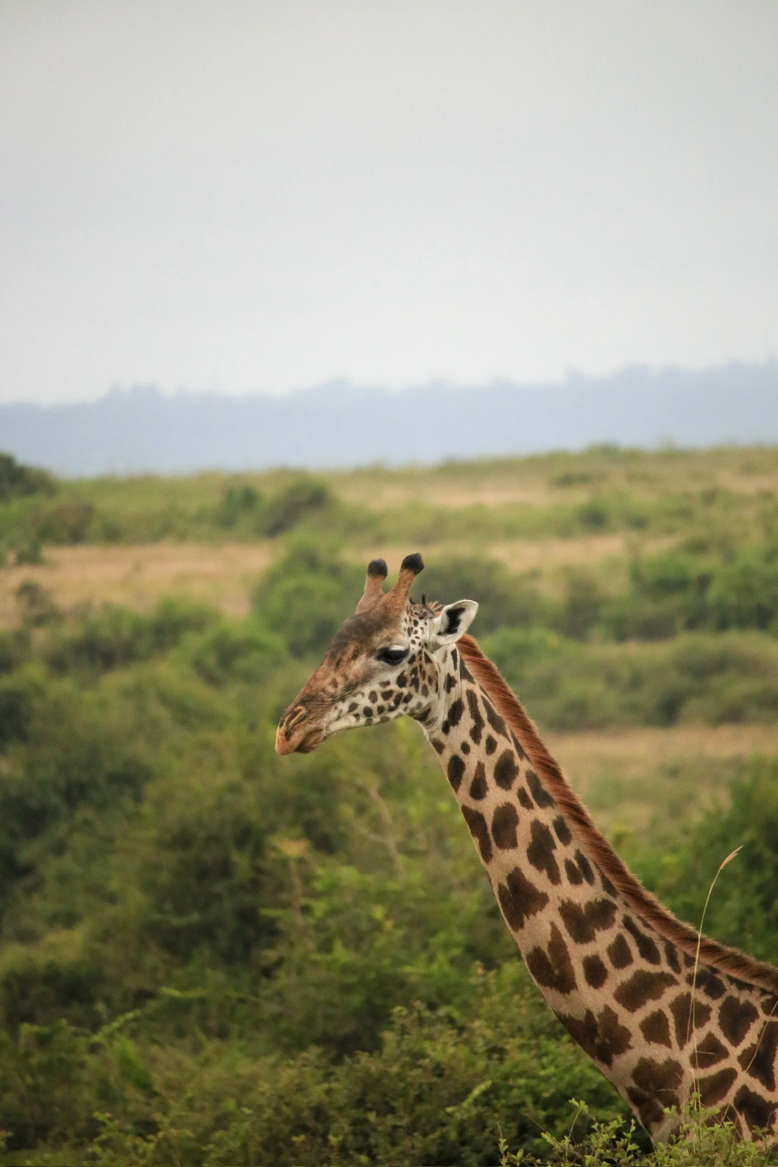 GIRAFFE PIC.JPG
