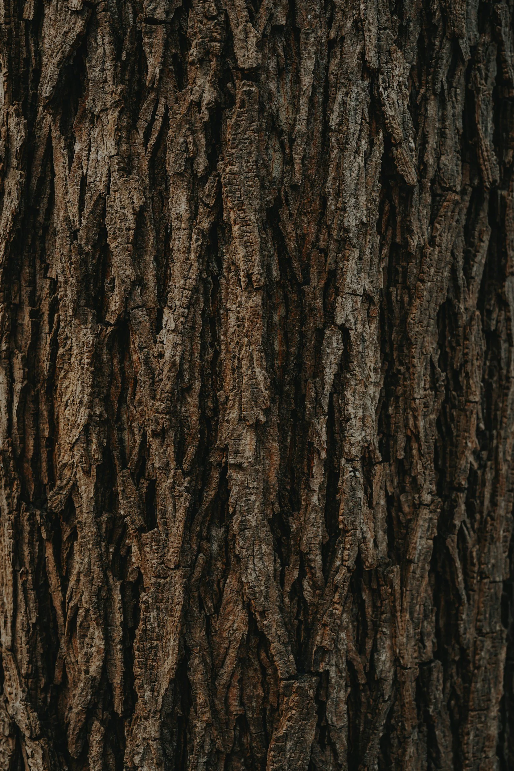 Close-up of tree bark showing rough, textured, dark brown and gray surface.