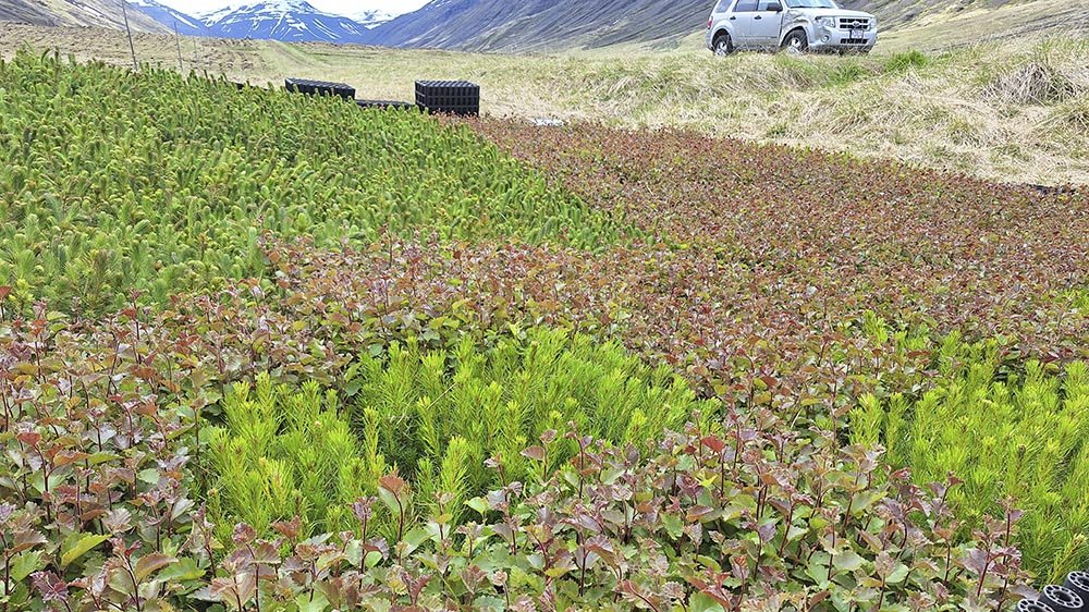 Rows of young plants and saplings growing on a hillside with mountains in the background, a silver car parked at the top.