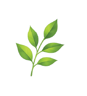 Close-up of a green herbal plant with multiple leaves.