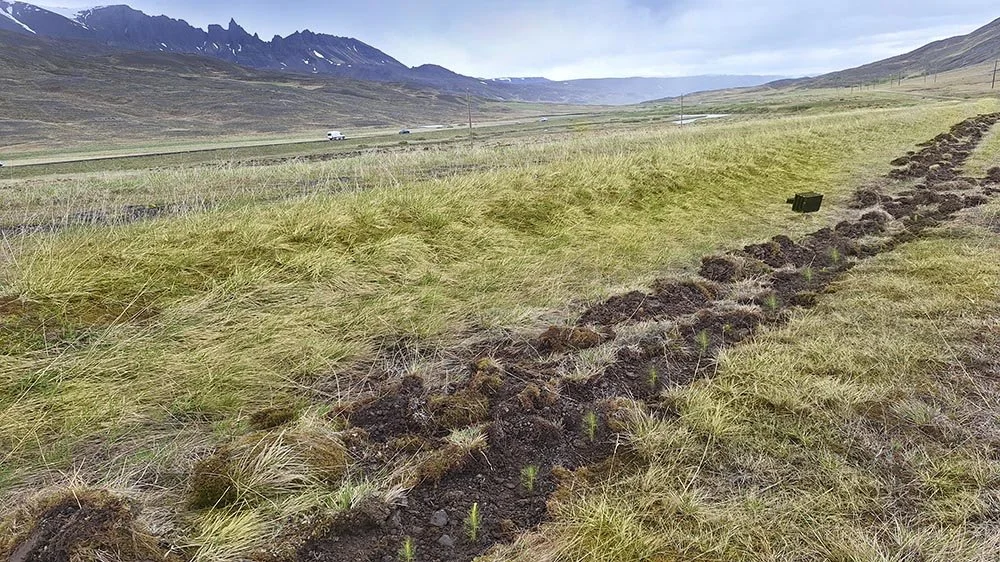 A long trench dug into grassy field with small plants growing in it, in a rural area with mountains in the background and a few vehicles on a distant road.