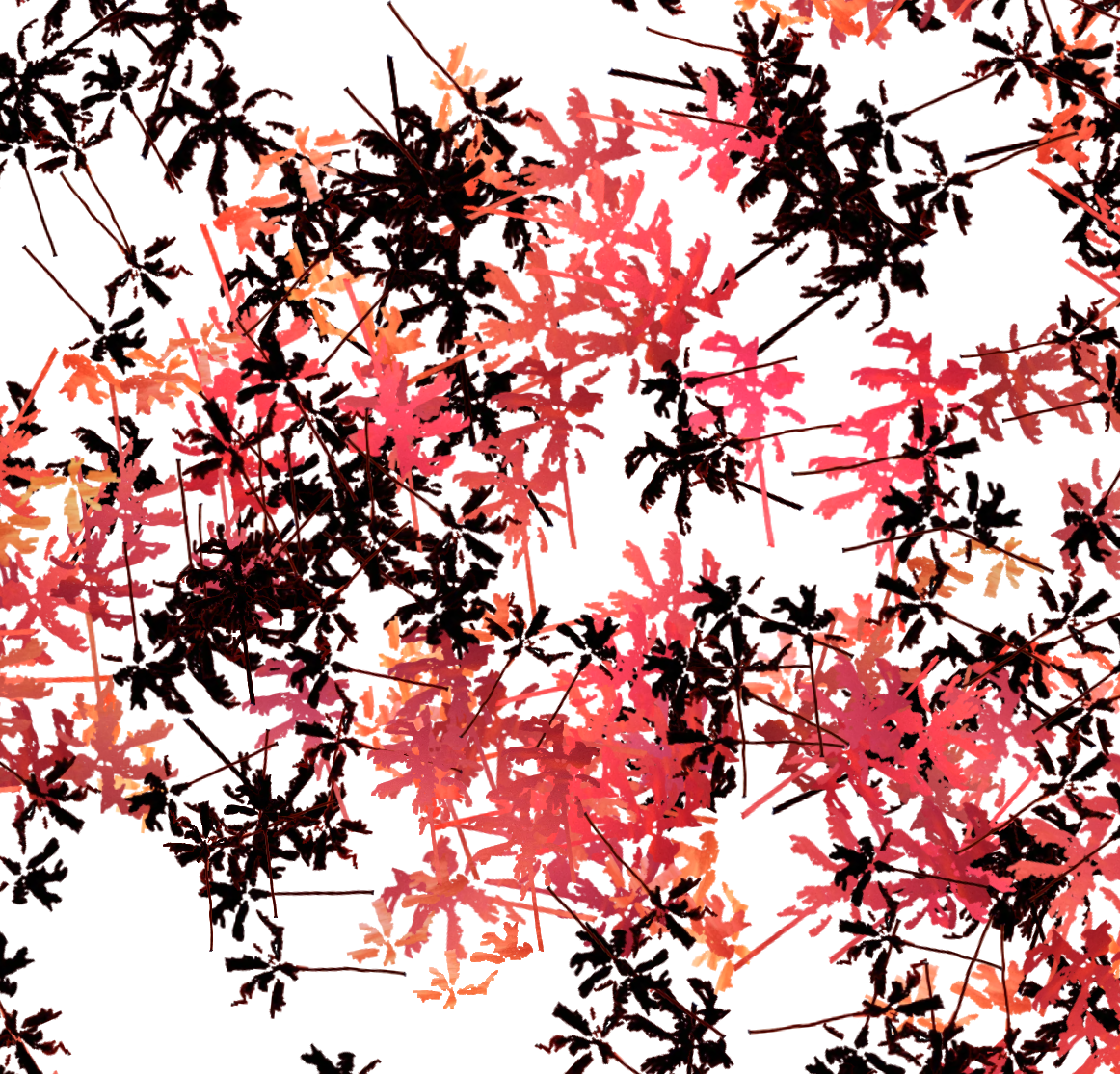 Pink flowering tree branches with dark leaves and sky in the background.