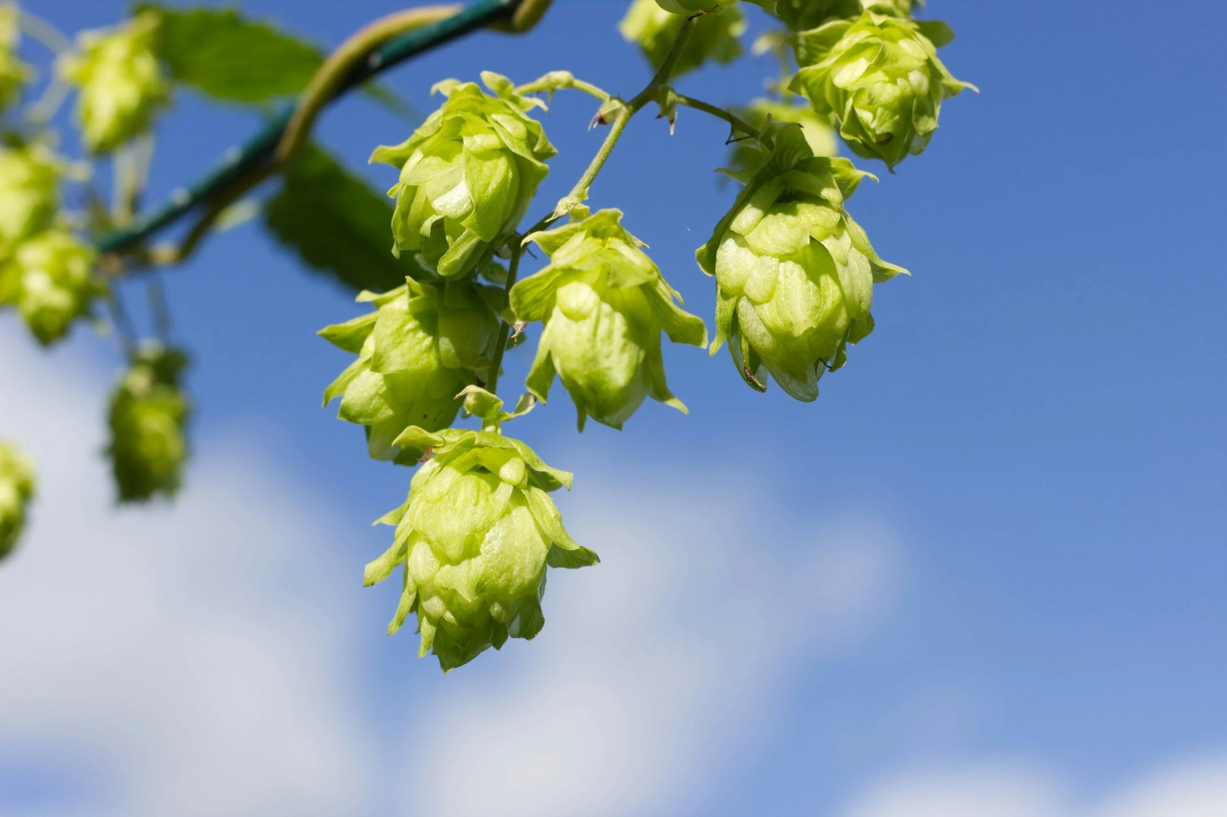 Hops &amp; Handmade Market