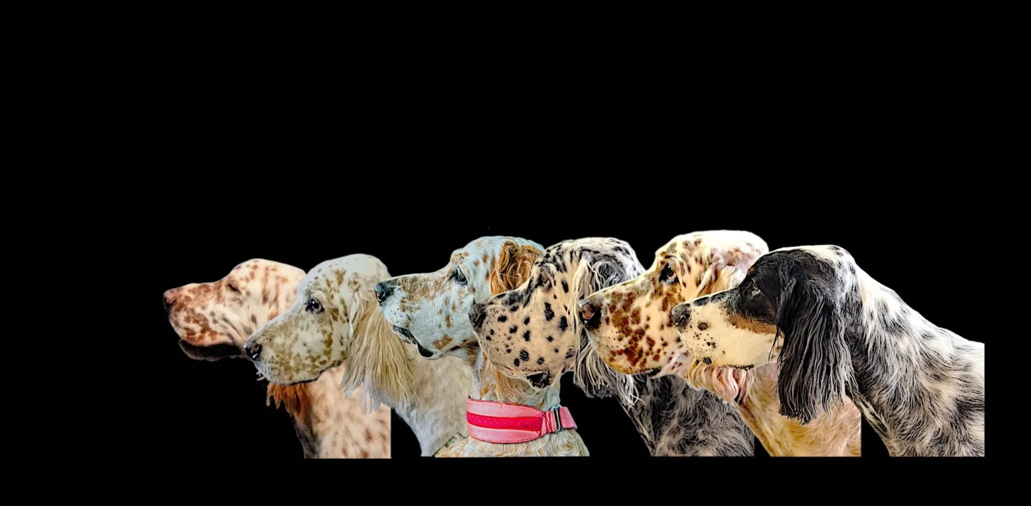 English+Setters+profile+photo.jpg