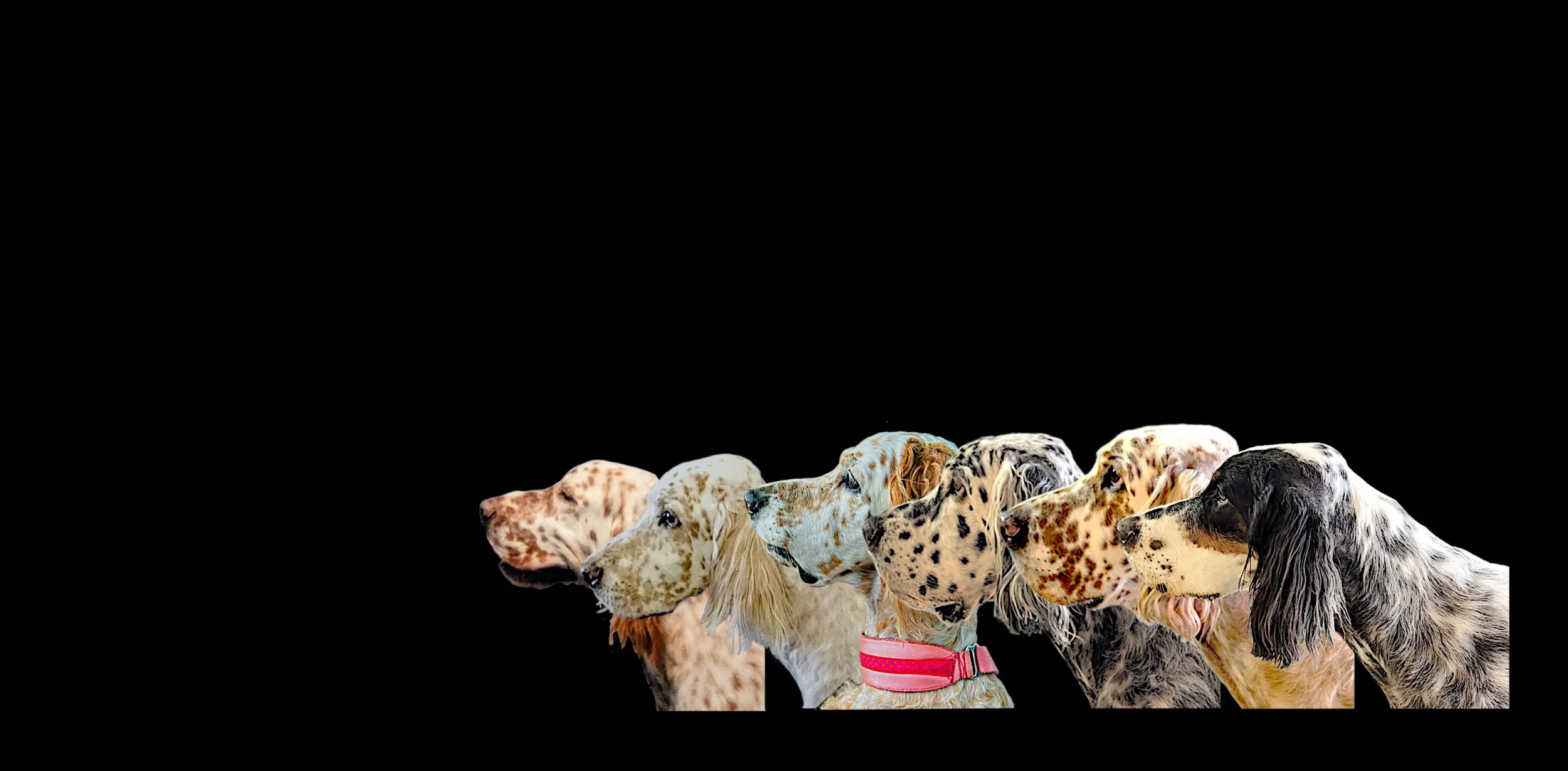 English Setters profile photo.jpg